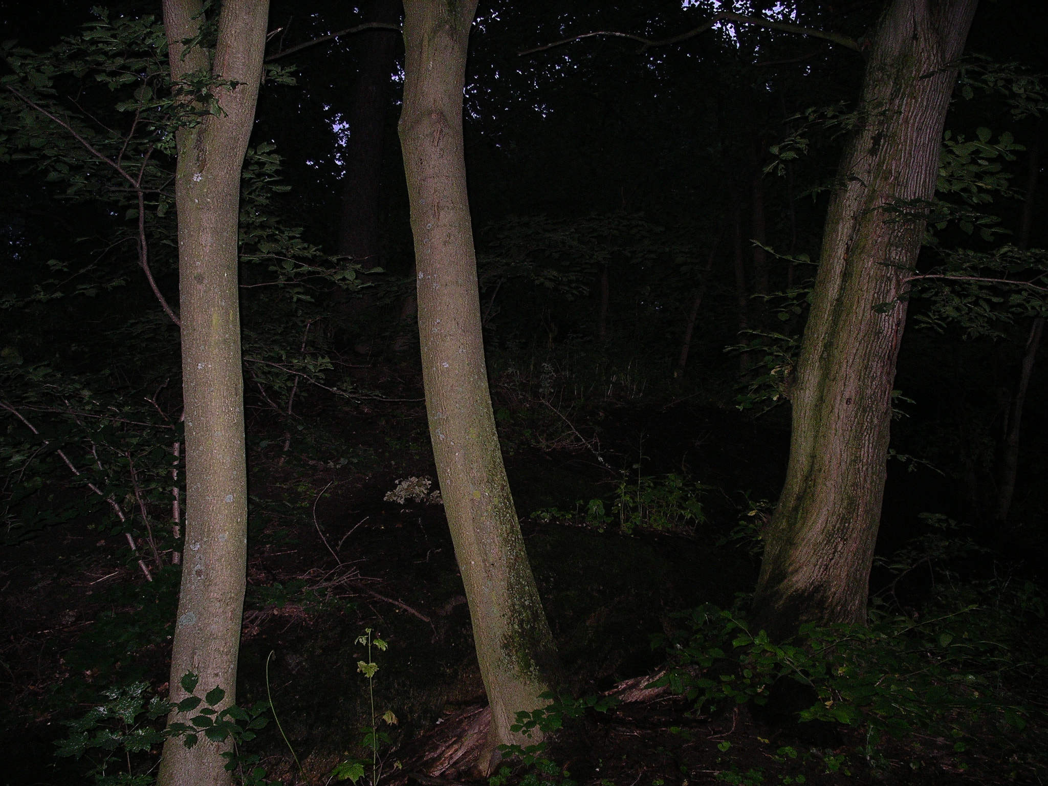 Pentax OPTIO 550 sample photo. Stammar i natten photography
