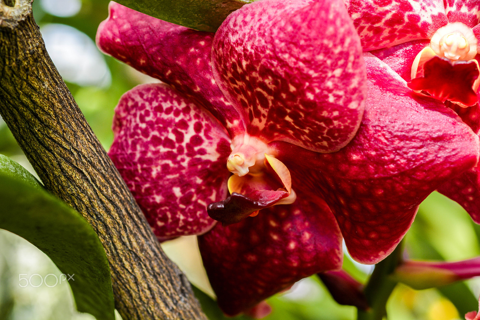 Nikon AF-S Micro-Nikkor 60mm F2.8G ED sample photo. Orchids@nybg photography