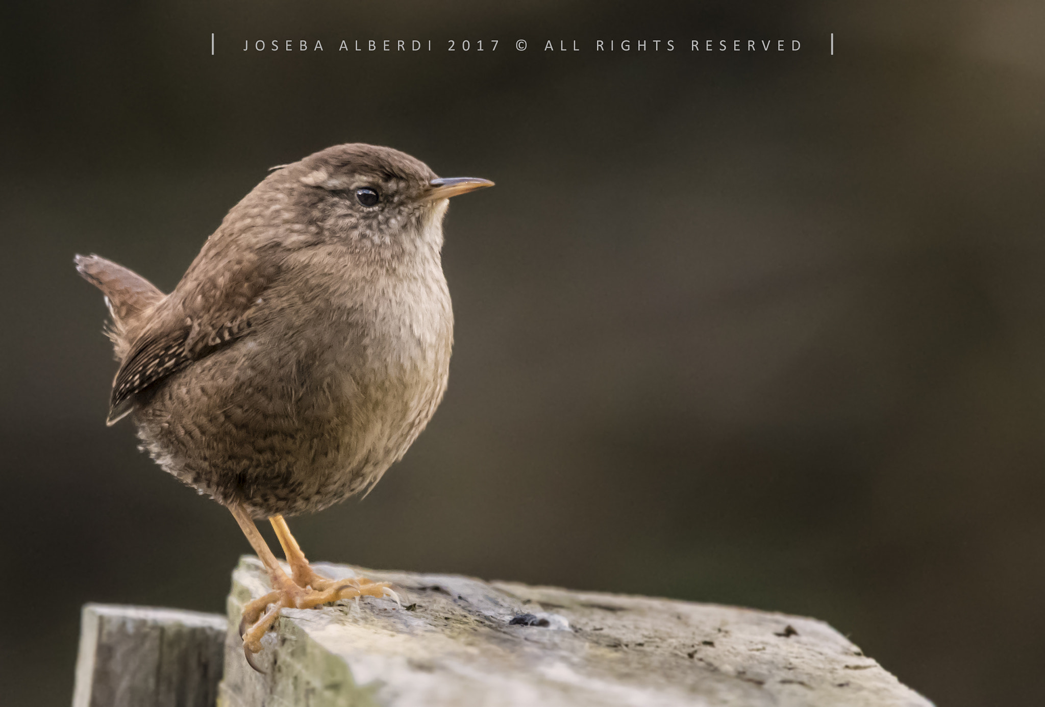 Sigma 150-600mm F5-6.3 DG OS HSM | C sample photo. Winter wren photography