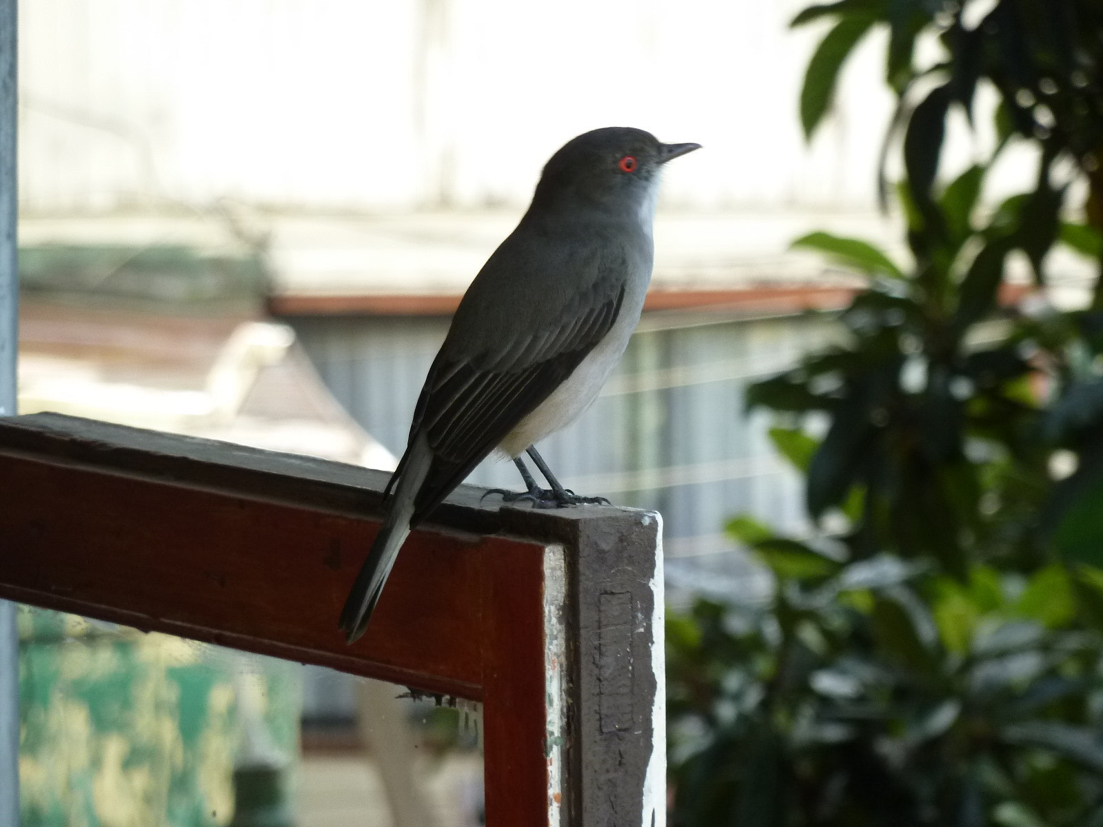 Panasonic Lumix DMC-ZS5 (Lumix DMC-TZ8) sample photo. Diucon photography