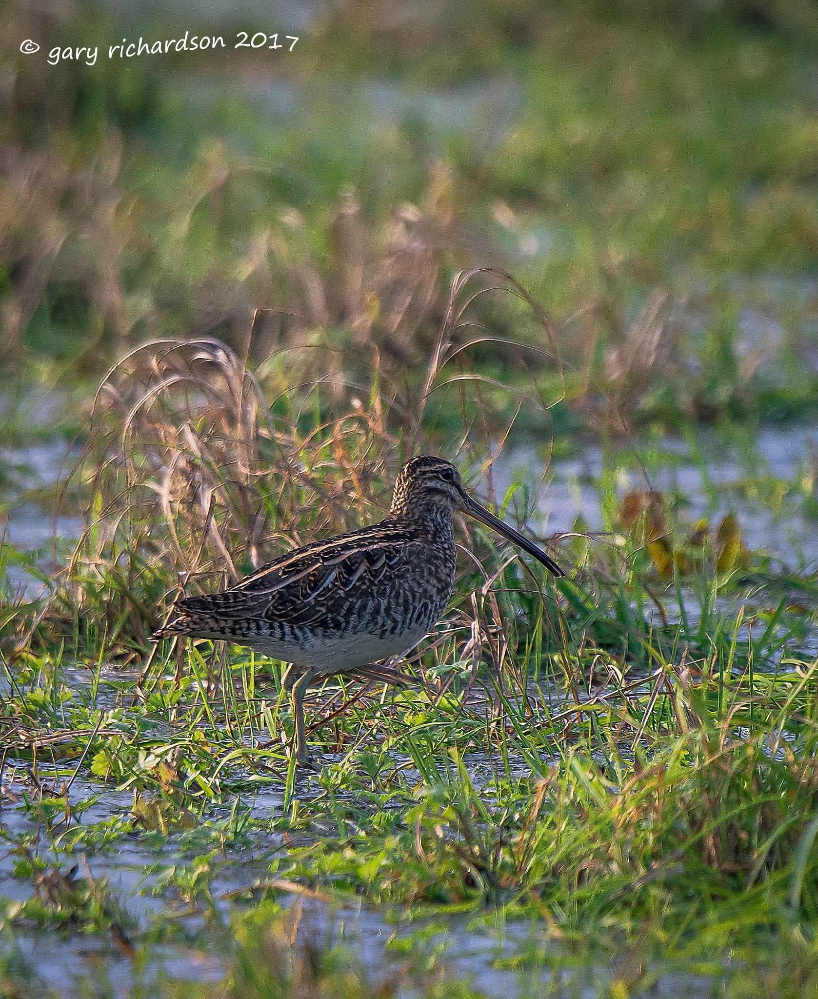 Nikon D810 + Nikon AF-S Nikkor 500mm F4G ED VR sample photo. Common snipe photography