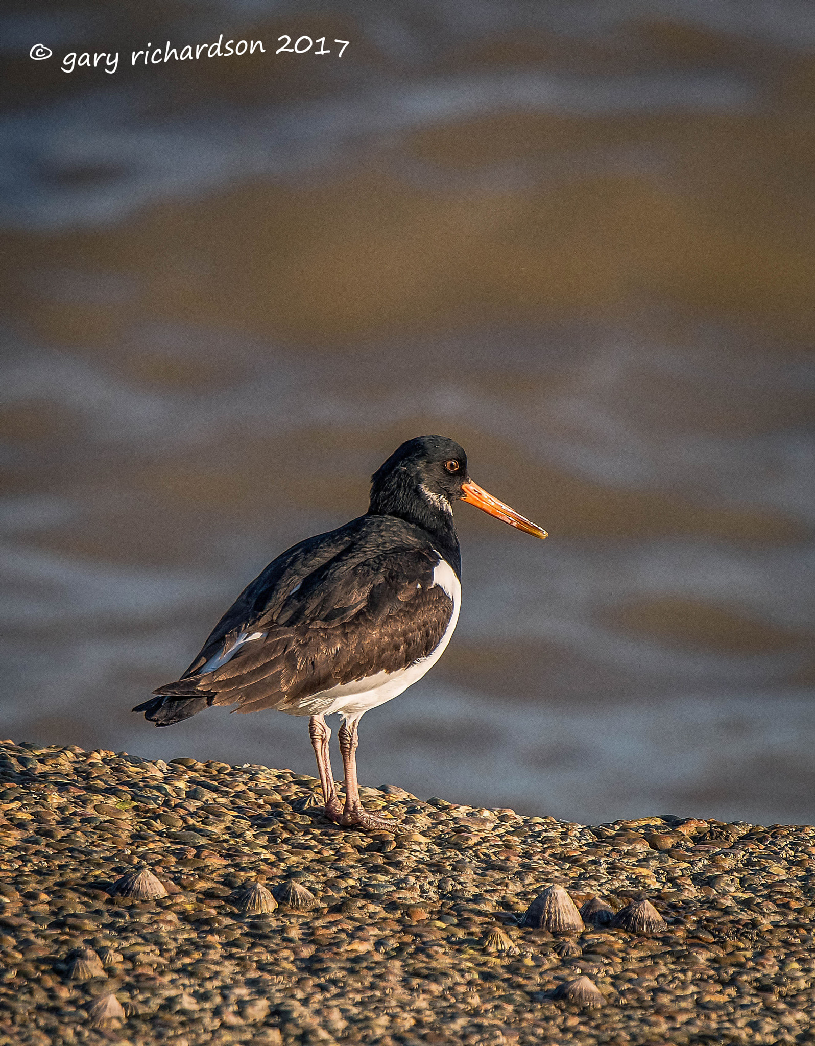 Nikon D810 + Nikon AF-S Nikkor 500mm F4G ED VR sample photo. Oyster catcher photography