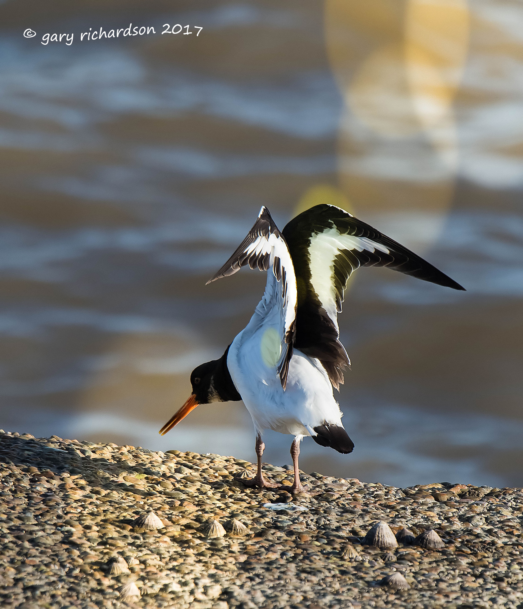 Nikon D810 + Nikon AF-S Nikkor 500mm F4G ED VR sample photo. Oyster catcher photography