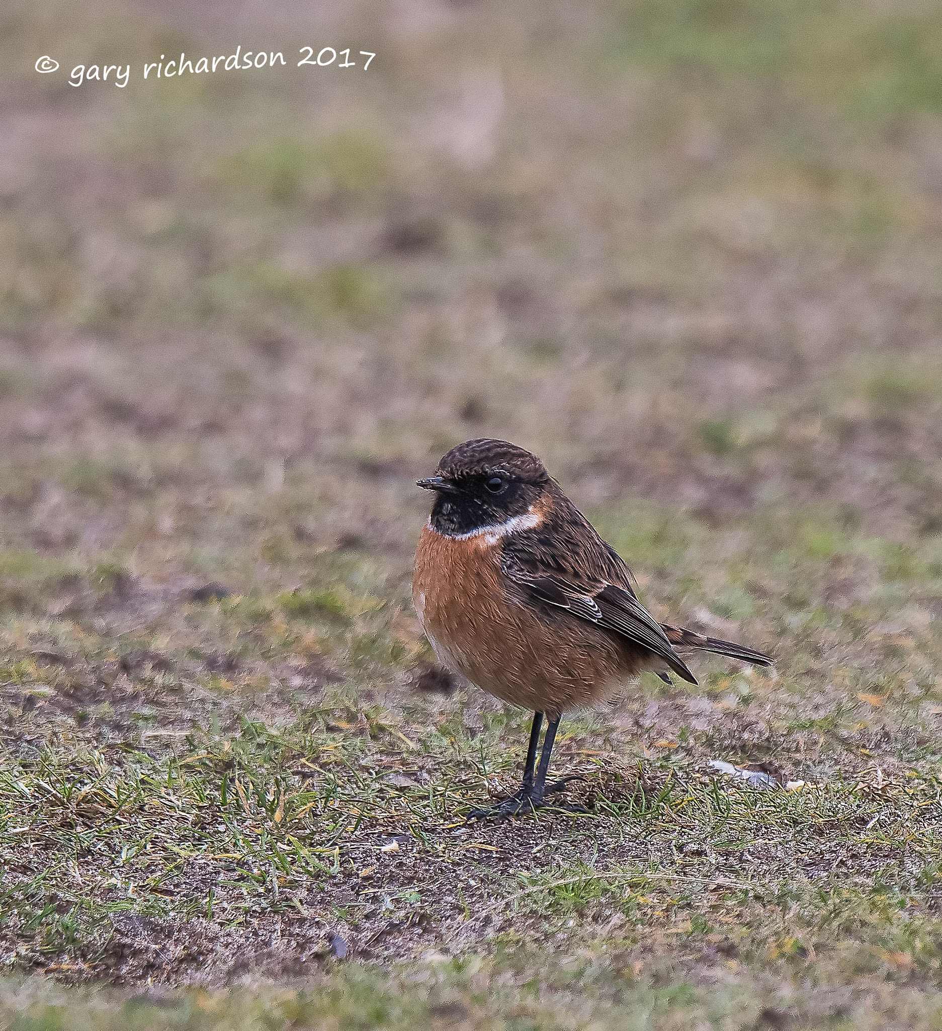 Nikon D810 + Nikon AF-S Nikkor 500mm F4G ED VR sample photo. Stonechat photography