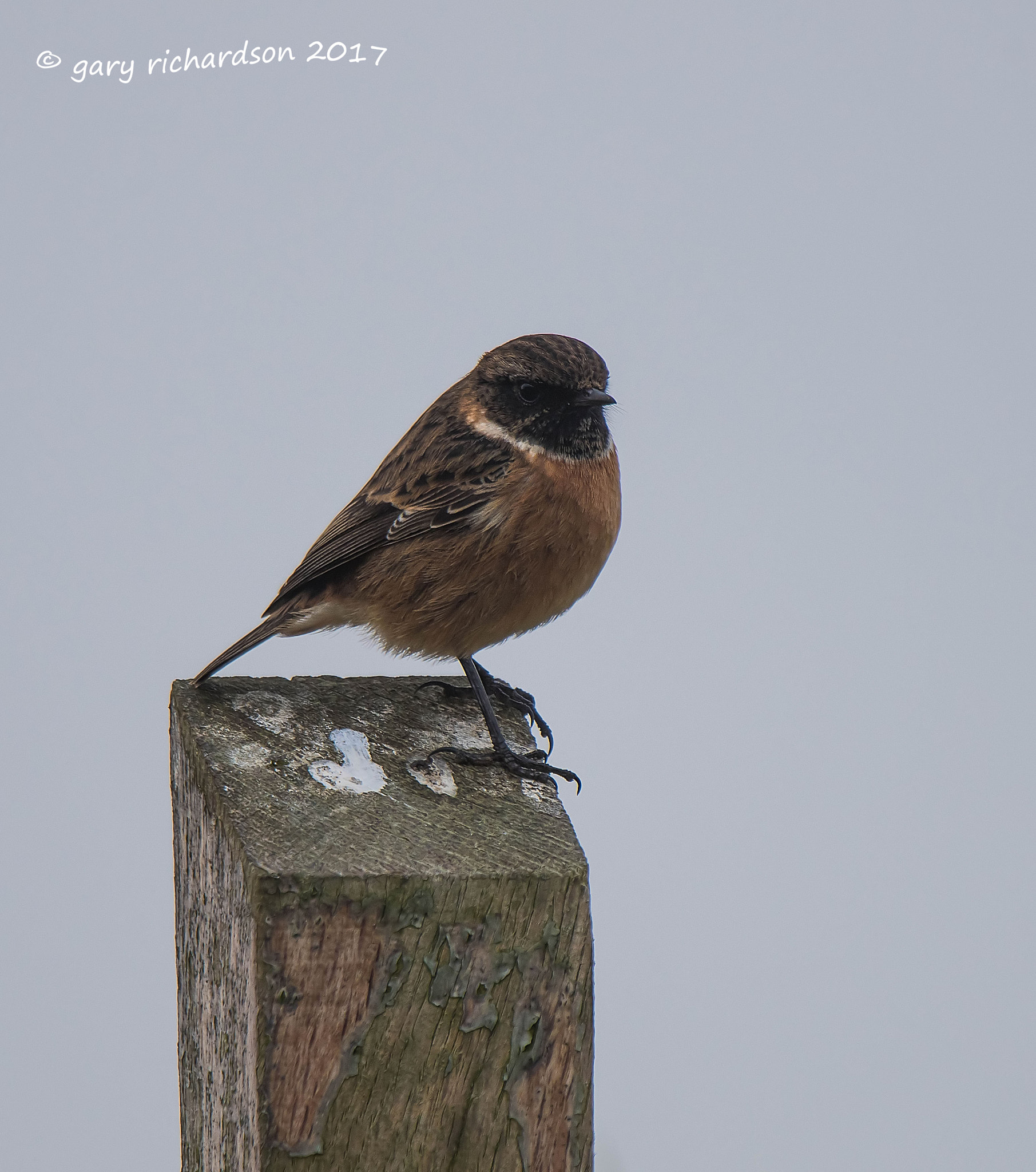 Nikon D810 + Nikon AF-S Nikkor 500mm F4G ED VR sample photo. Stonechat photography