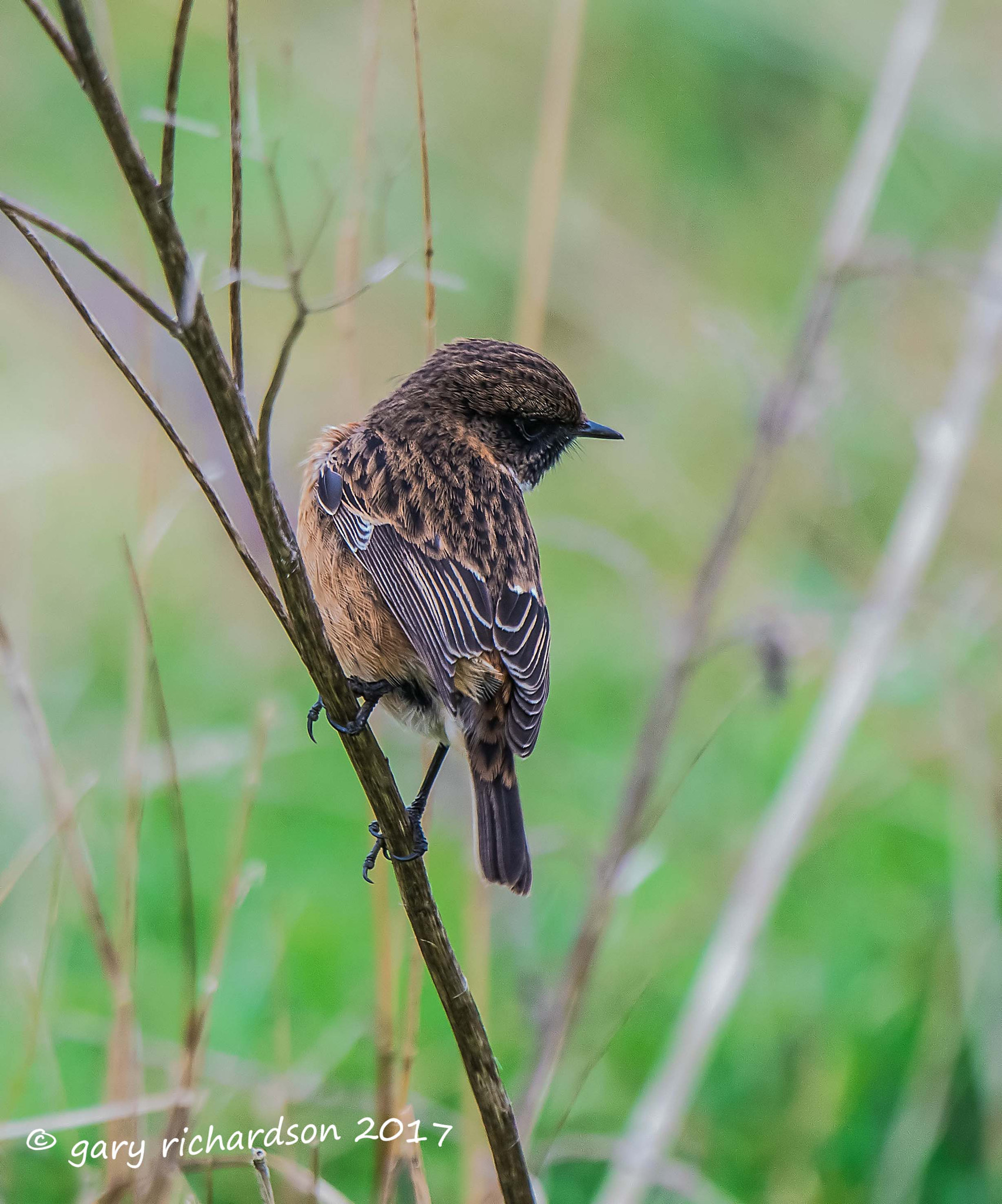 Nikon D810 + Nikon AF-S Nikkor 500mm F4G ED VR sample photo. Stonechat photography