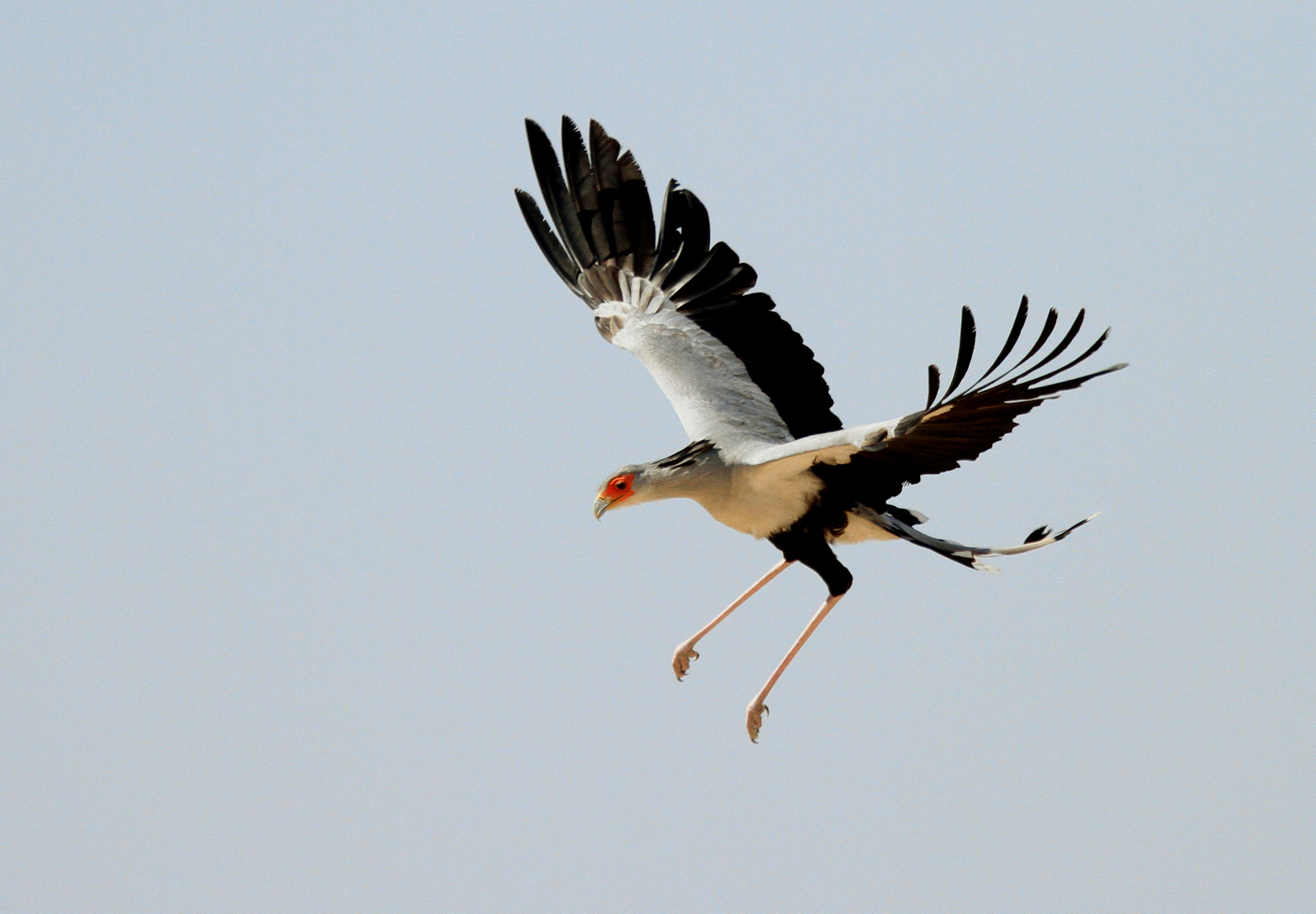 Canon EF 100-400mm F4.5-5.6L IS USM sample photo. A secretary in flight photography