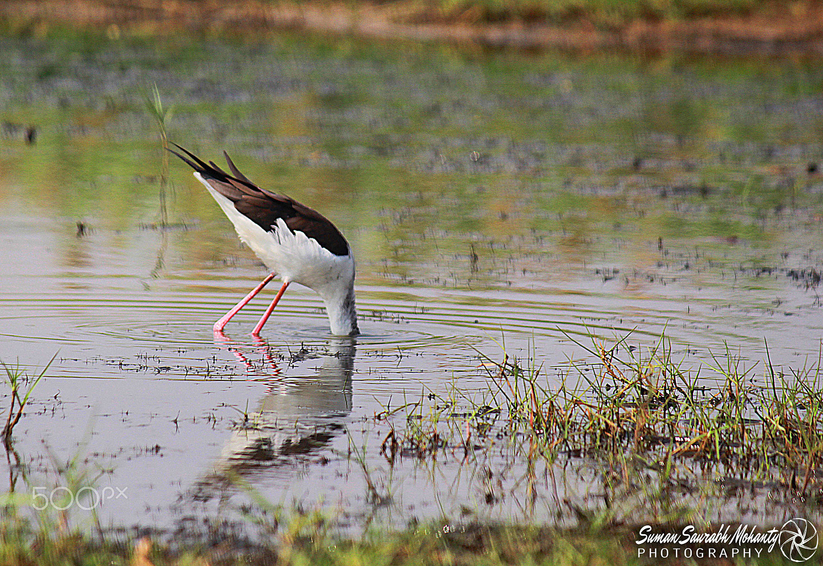Canon EF-S 55-250mm F4-5.6 IS sample photo. Whats in your head? photography
