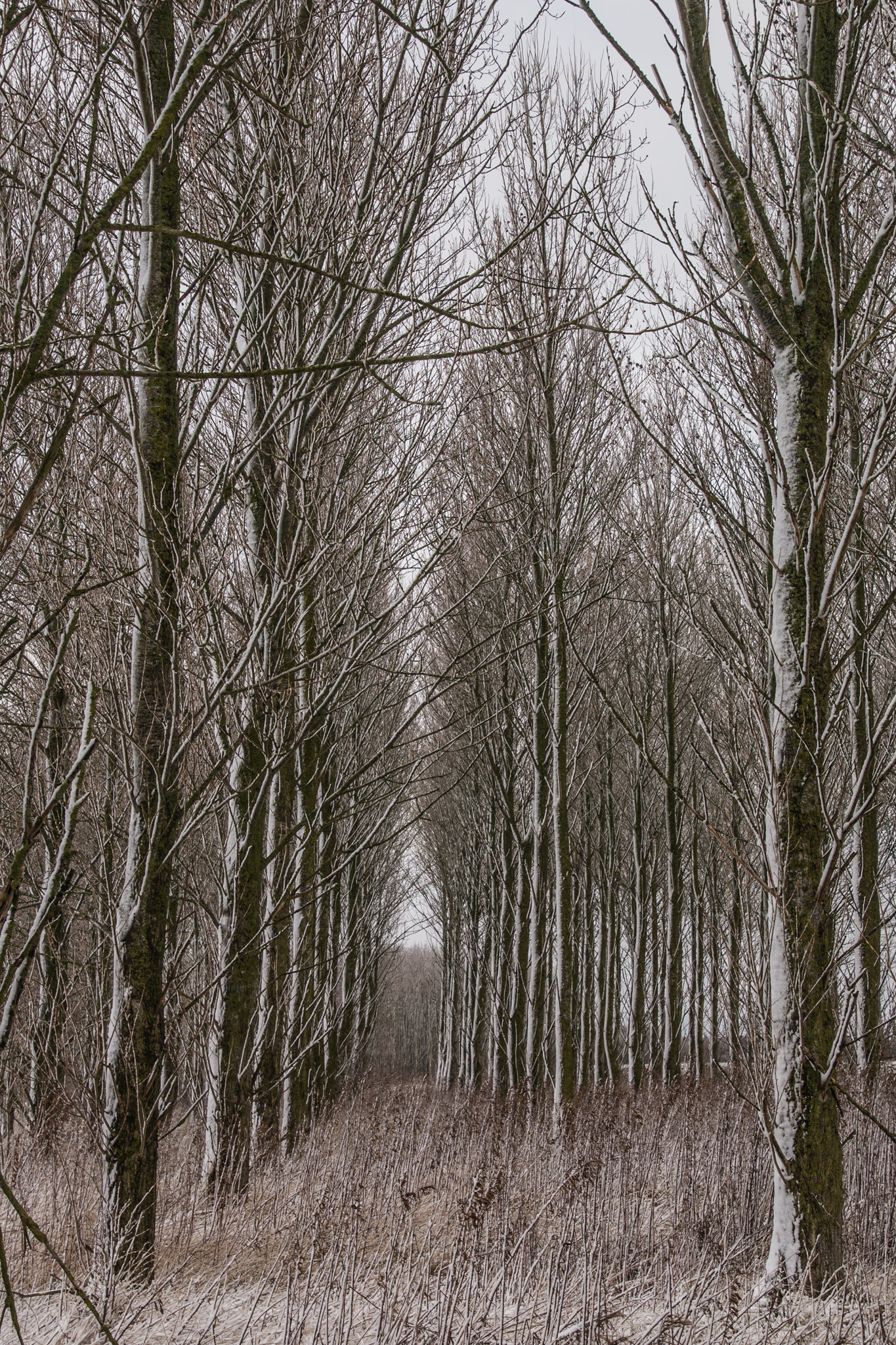 Sony a99 II sample photo. Snowy trees photography