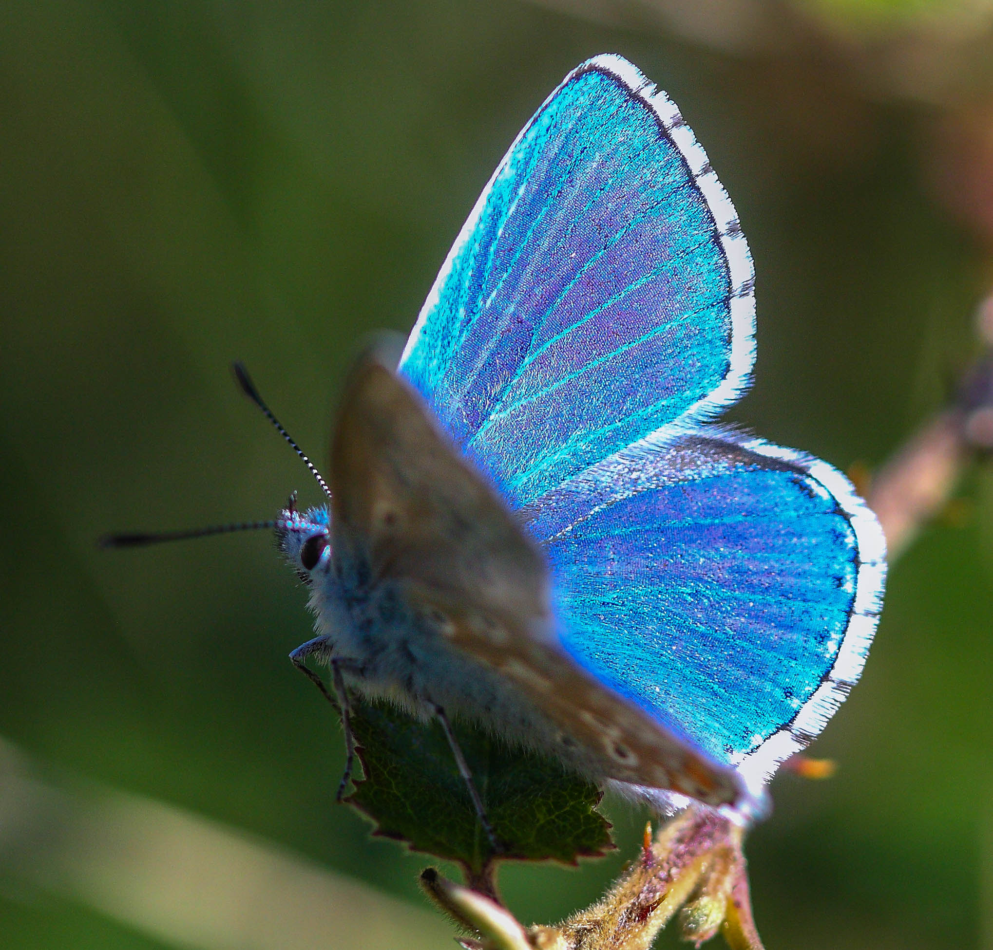 Canon EF 100mm F2.8 Macro USM sample photo. Blue photography