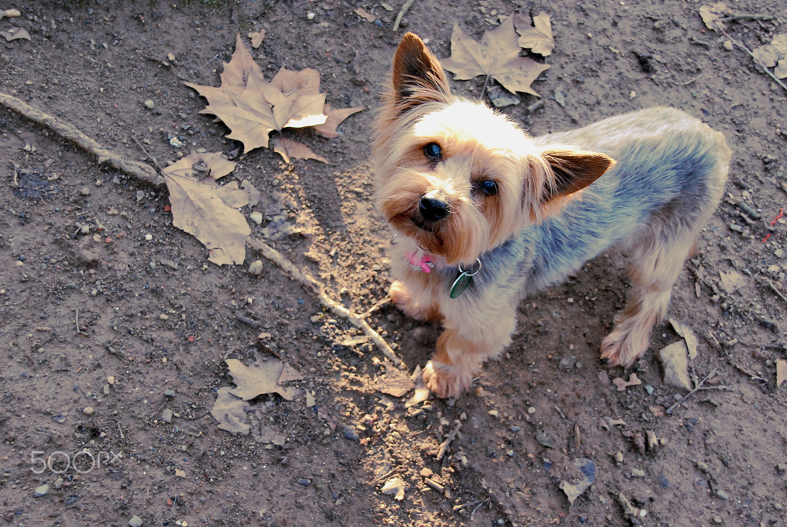 Sigma 18-200mm F3.5-6.3 DC OS HSM sample photo. Old dog photography