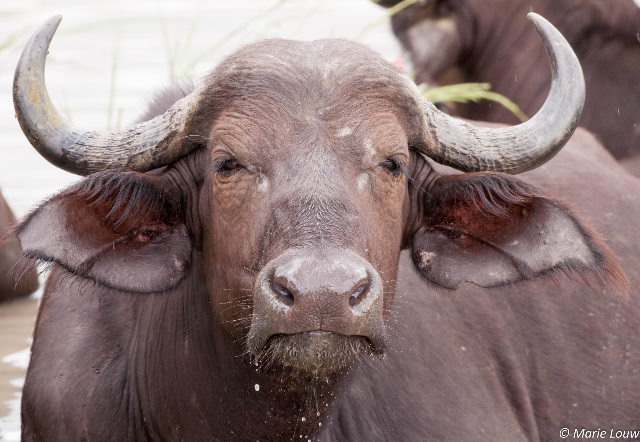 Nikon AF-S Nikkor 200-500mm F5.6E ED VR sample photo. Buffalo photography