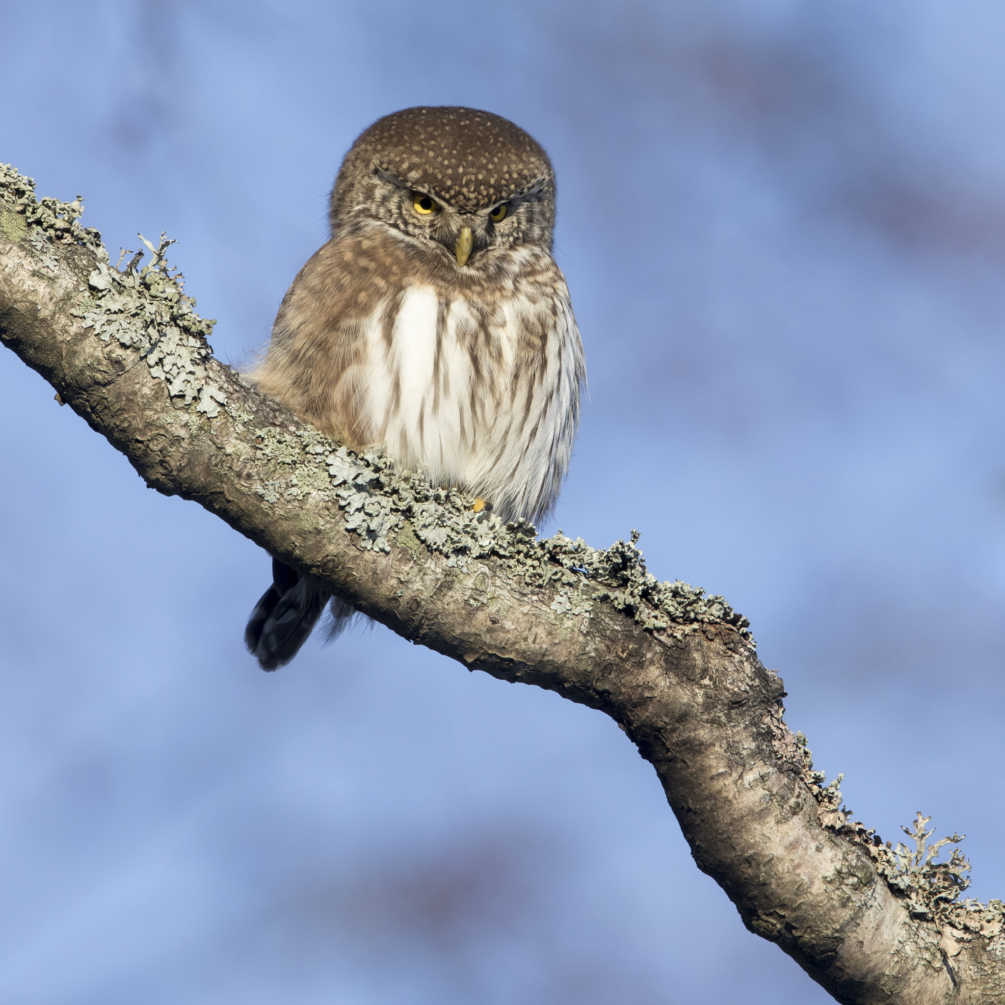 Canon EOS 5D Mark IV + Canon EF 500mm F4L IS II USM sample photo. Eurasian pygmy owl photography