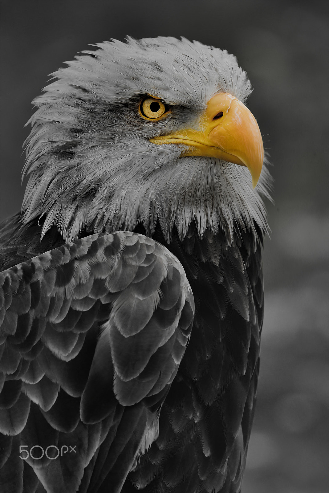 Sigma 150-600mm F5-6.3 DG OS HSM | S sample photo. The boss photography