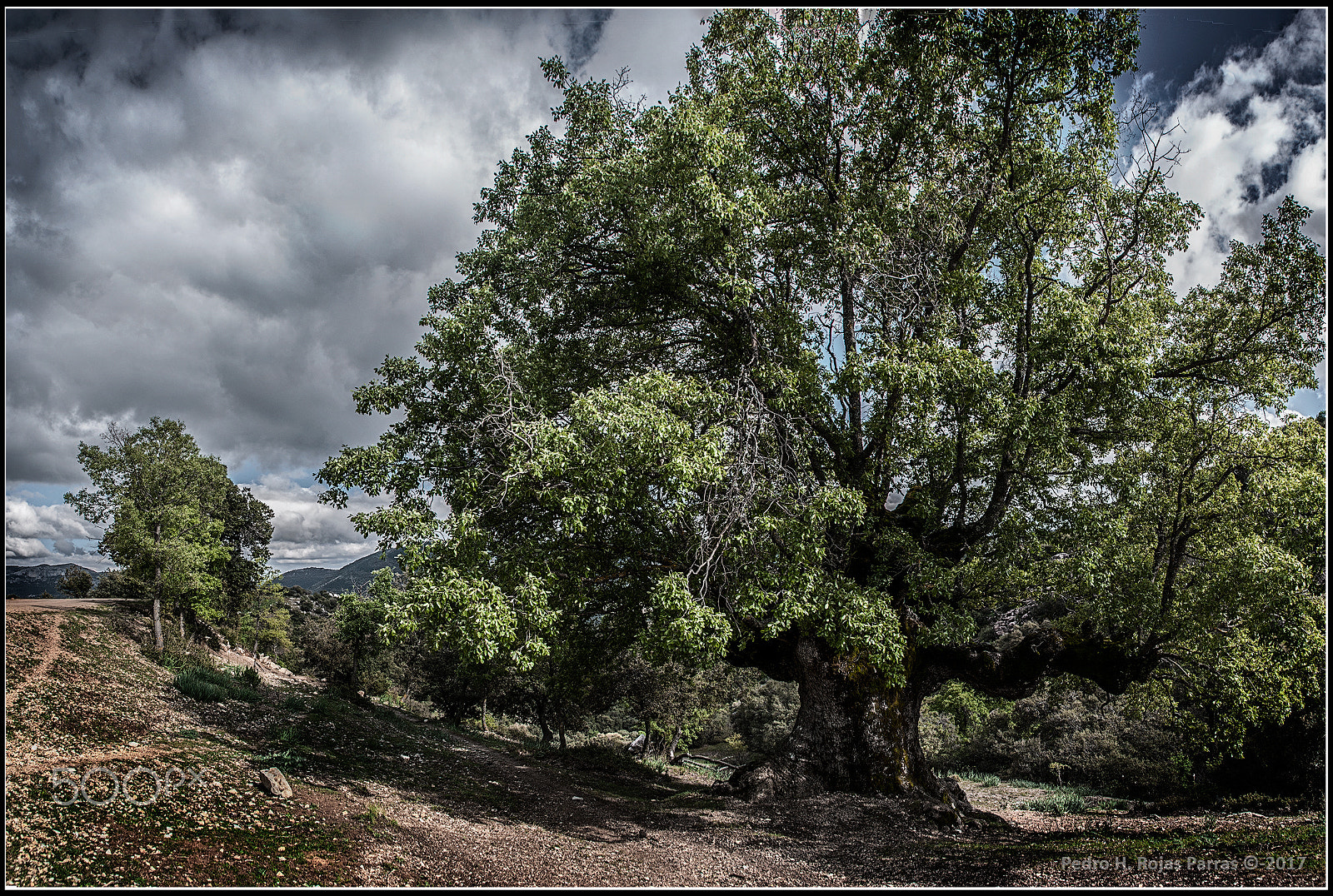 Nikon D300 + Sigma 18-200mm F3.5-6.3 DC OS HSM sample photo. Quejigo del amo valdepeñas sieera sur de jaen photography