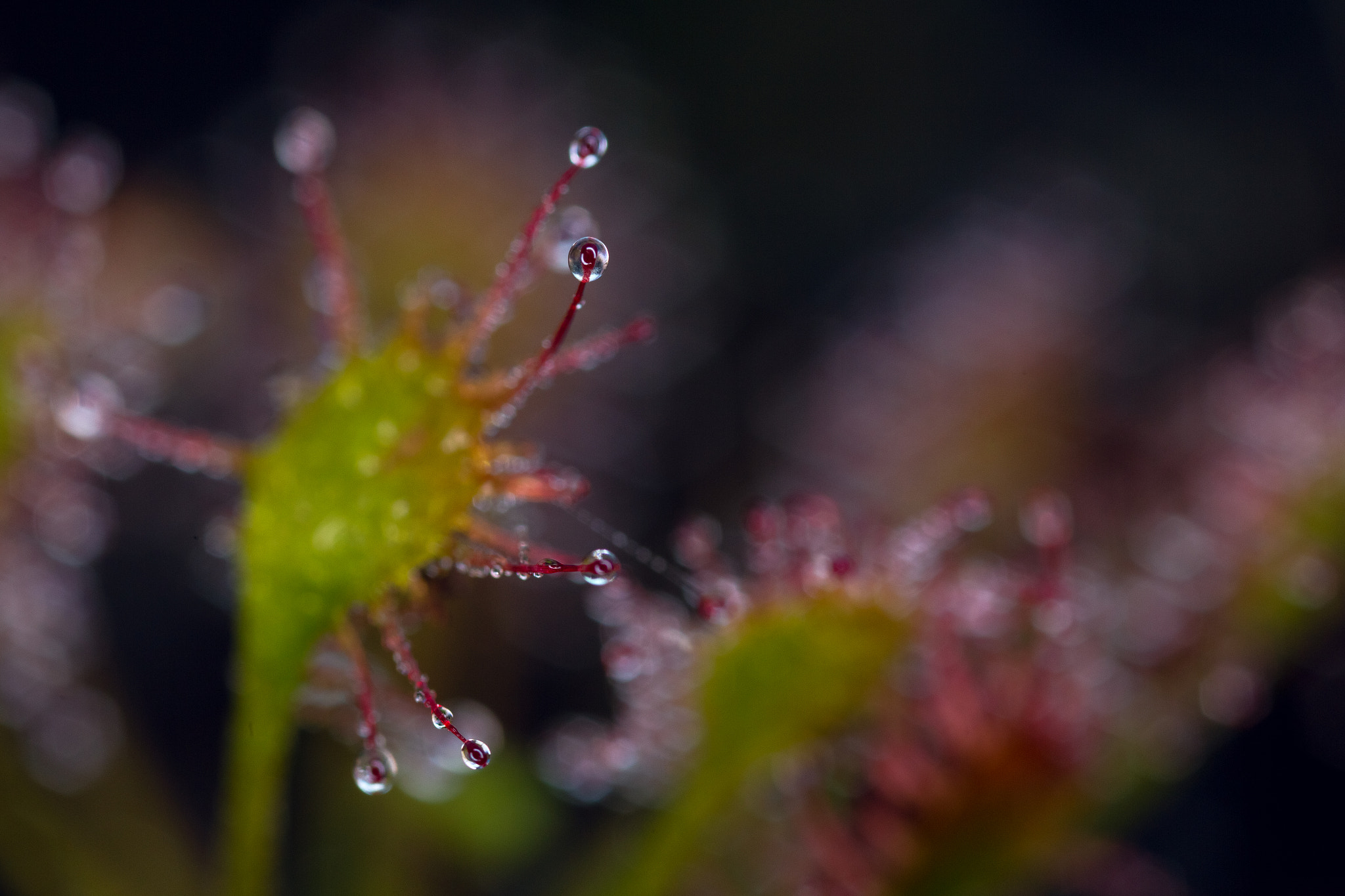 Canon MP-E 65mm F2.5 1-5x Macro Photo sample photo. Dangerous drops on drosera photography