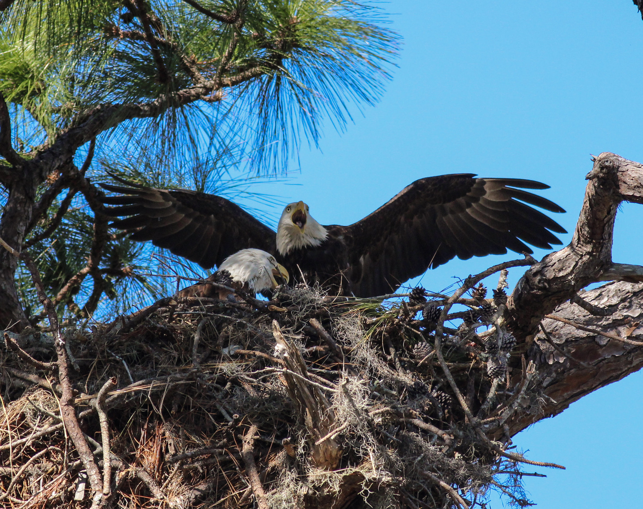 Canon EOS 600D (Rebel EOS T3i / EOS Kiss X5) + Canon EF 400mm F5.6L USM sample photo. Two eagles photography