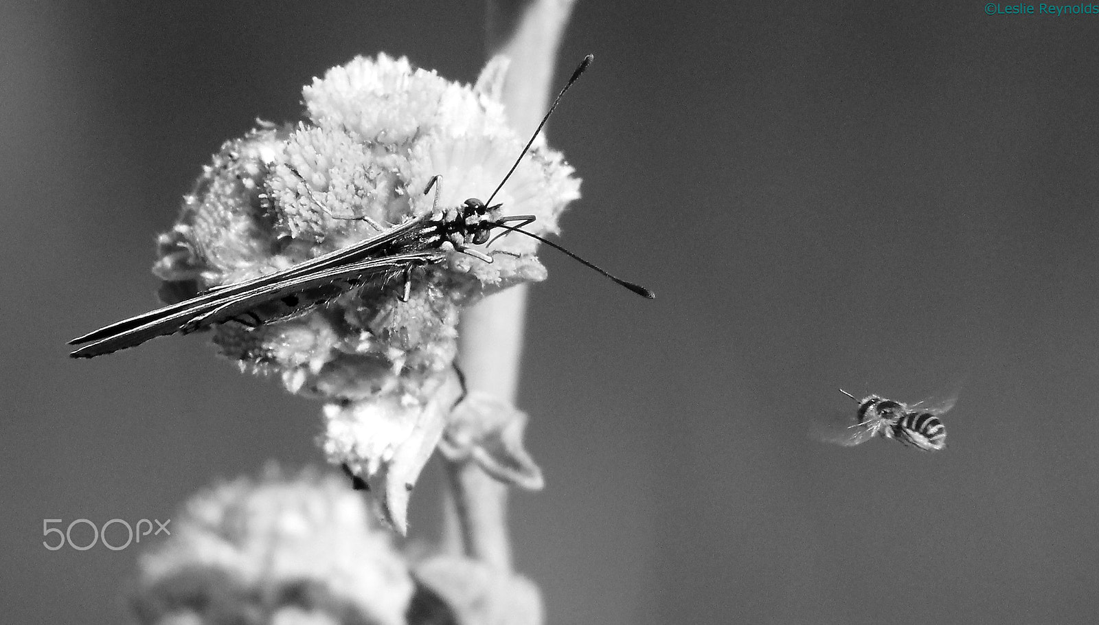 Canon EF 75-300mm f/4-5.6 USM sample photo. Nectar wars ii photography