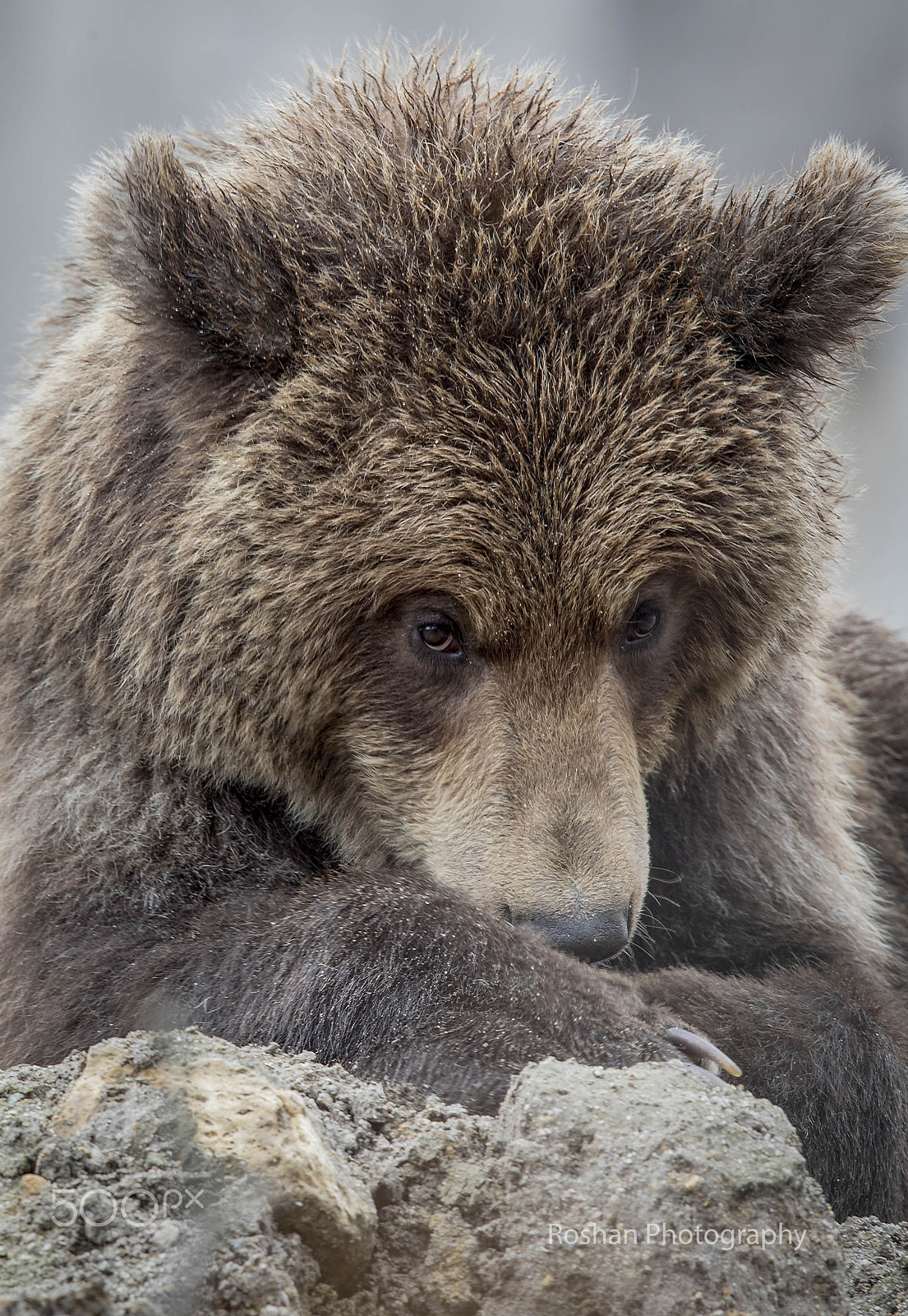 Canon EF 400mm F2.8L IS USM sample photo. Cute baby.... photography