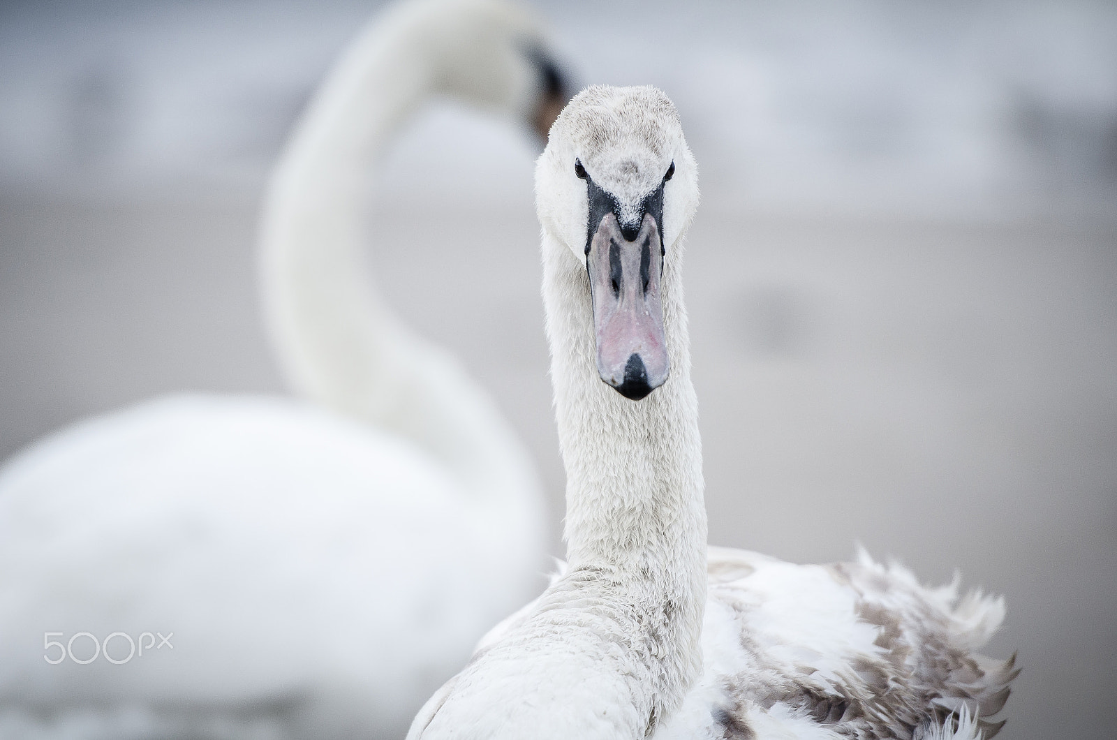 Nikon AF-S Nikkor 70-200mm F2.8G ED VR II sample photo. Swan portrait photography