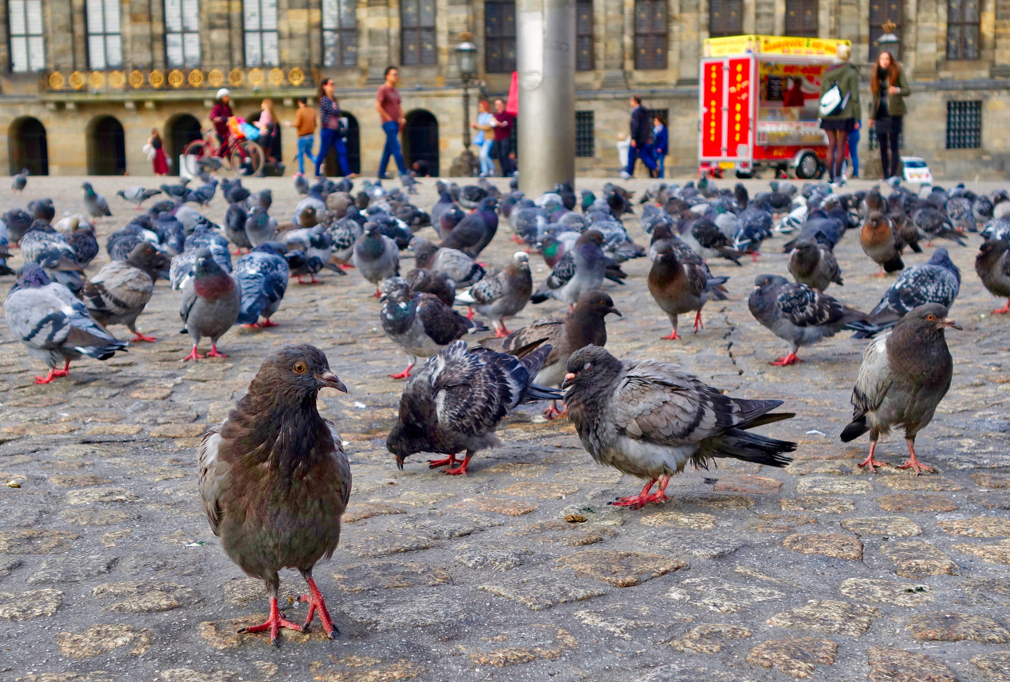 Sony Cyber-shot DSC-RX100 II + Sony 28-100mm F1.8-4.9 sample photo. The dam birds photography