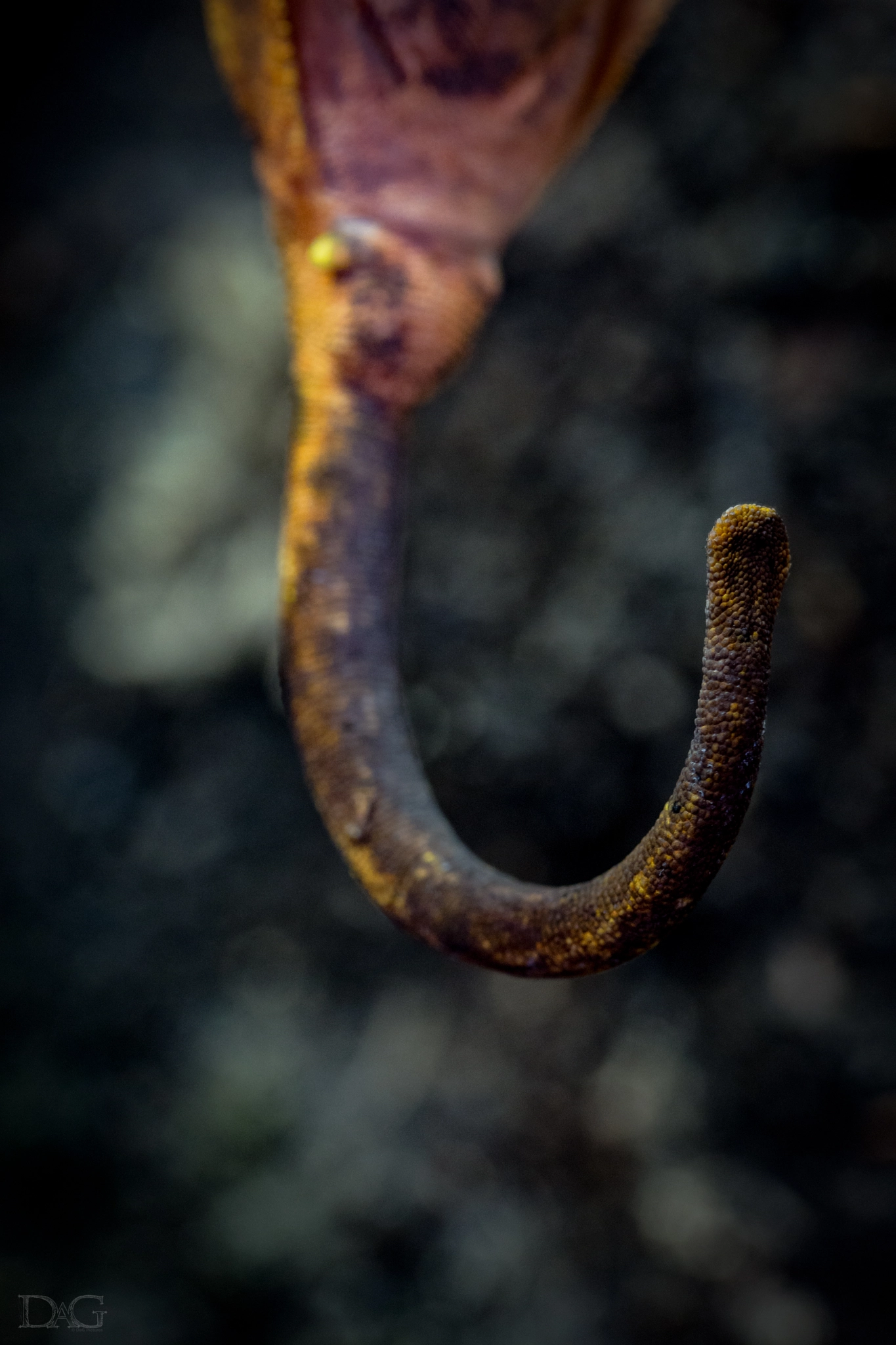Sony a99 II + 105mm F2.8 sample photo. Rhacodactylus ciliatus - 09 photography