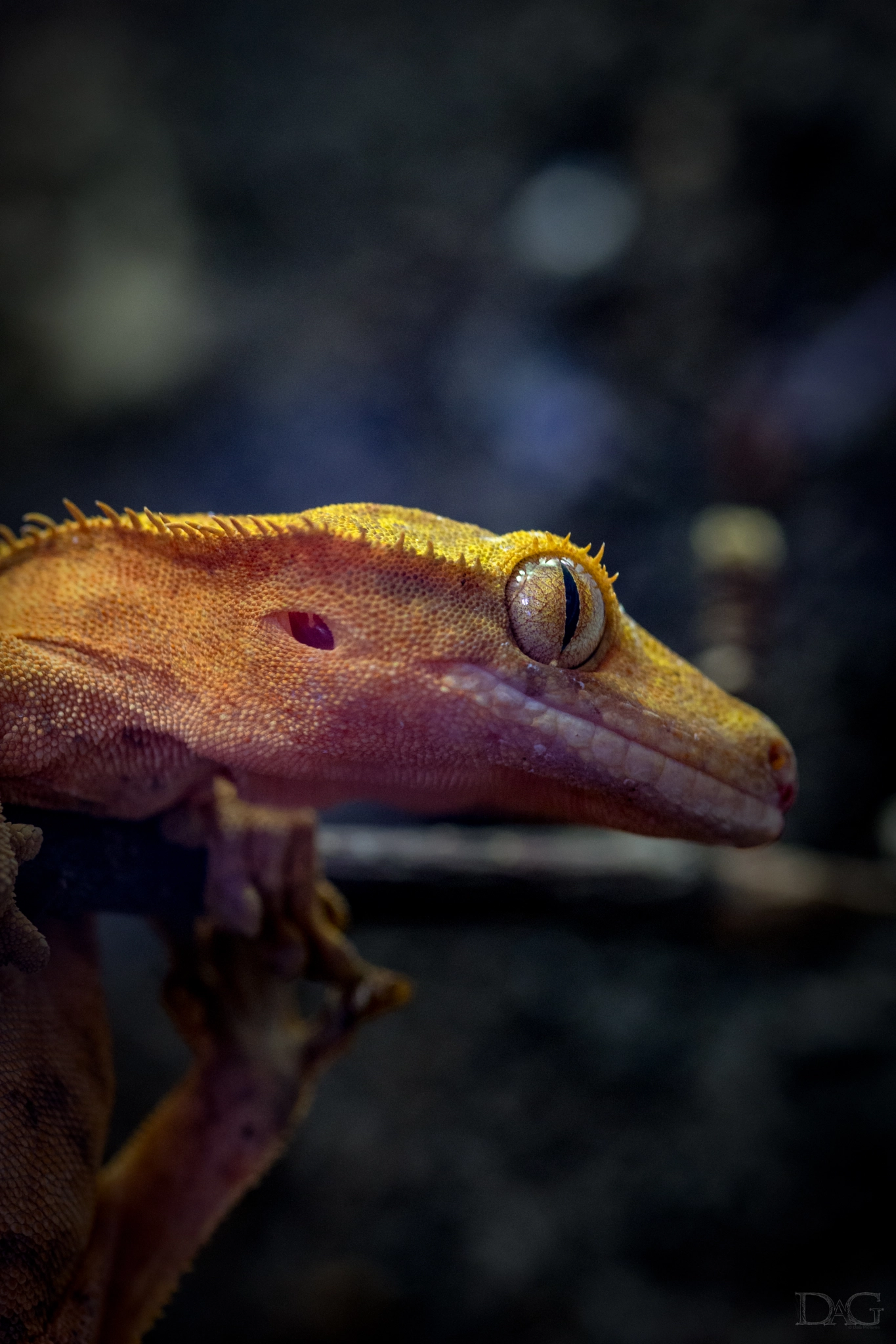 Sony a99 II + 105mm F2.8 sample photo. Rhacodactylus ciliatus - 10 photography