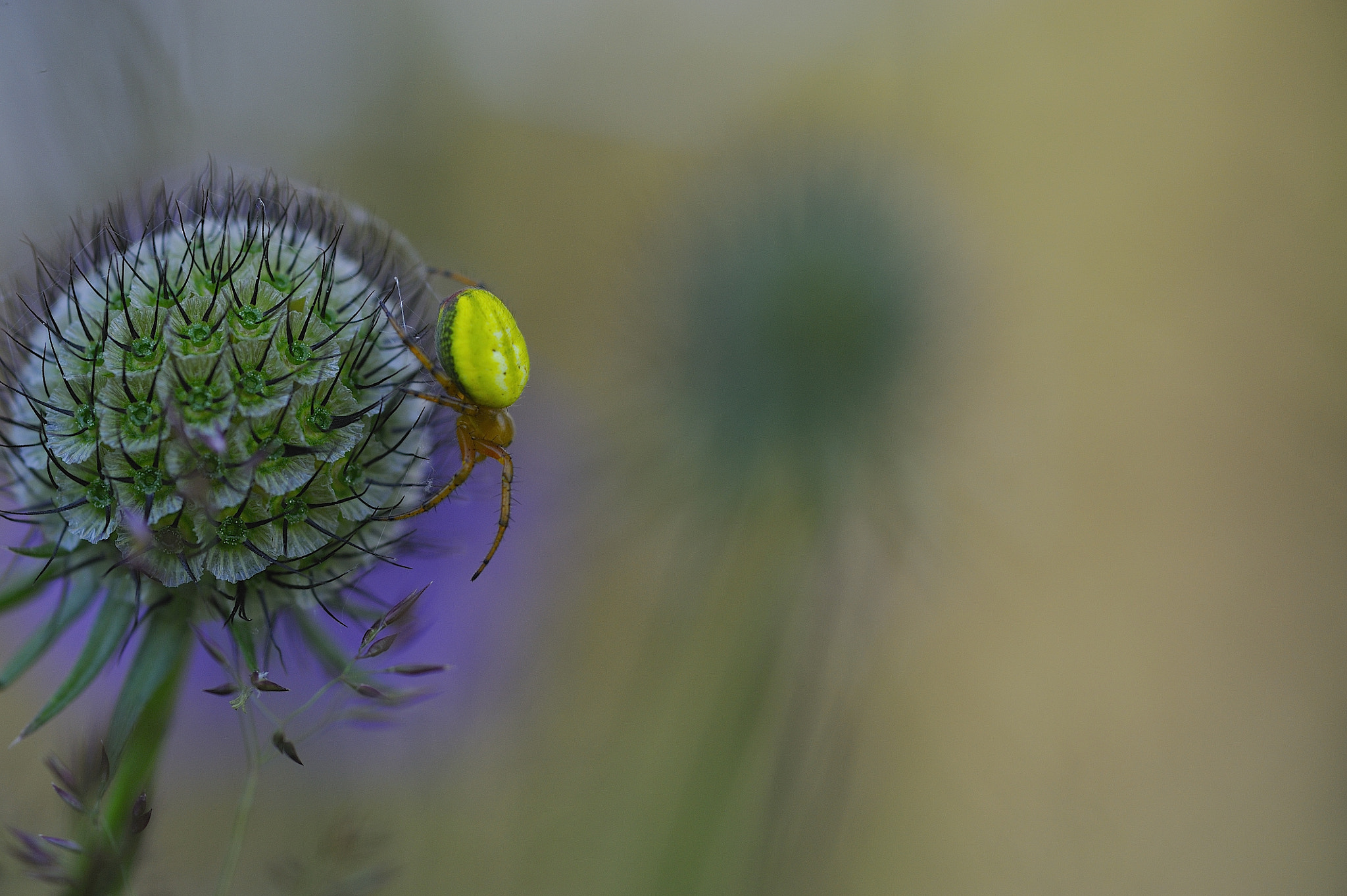 Nikon D700 + Sigma 105mm F2.8 EX DG Macro sample photo. Spider. photography