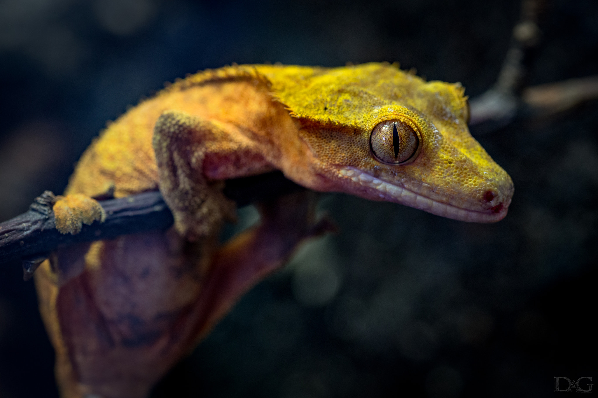 Sony a99 II sample photo. Rhacodactylus ciliatus - 11 photography