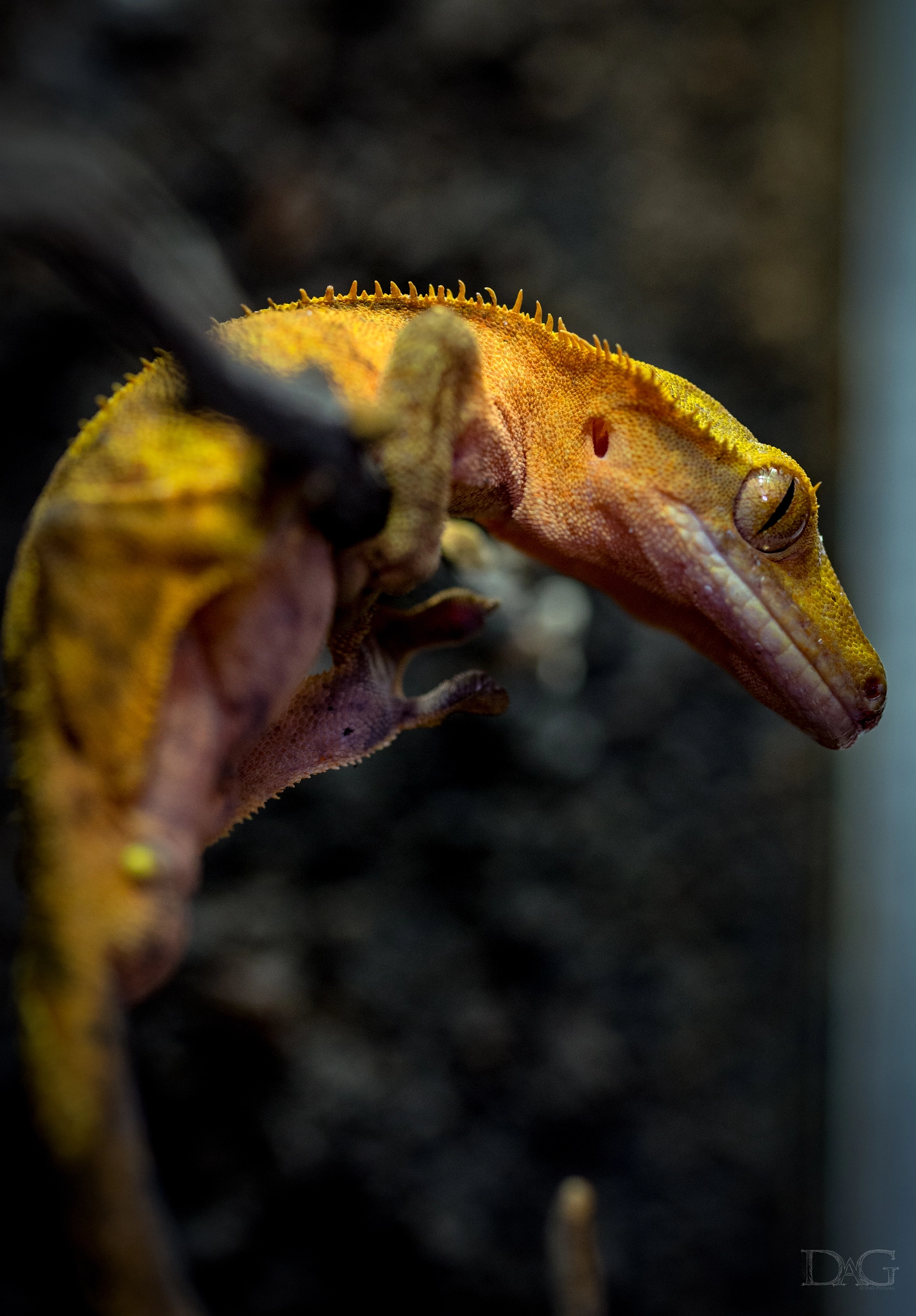 Sony a99 II sample photo. Rhacodactylus ciliatus - 12 photography