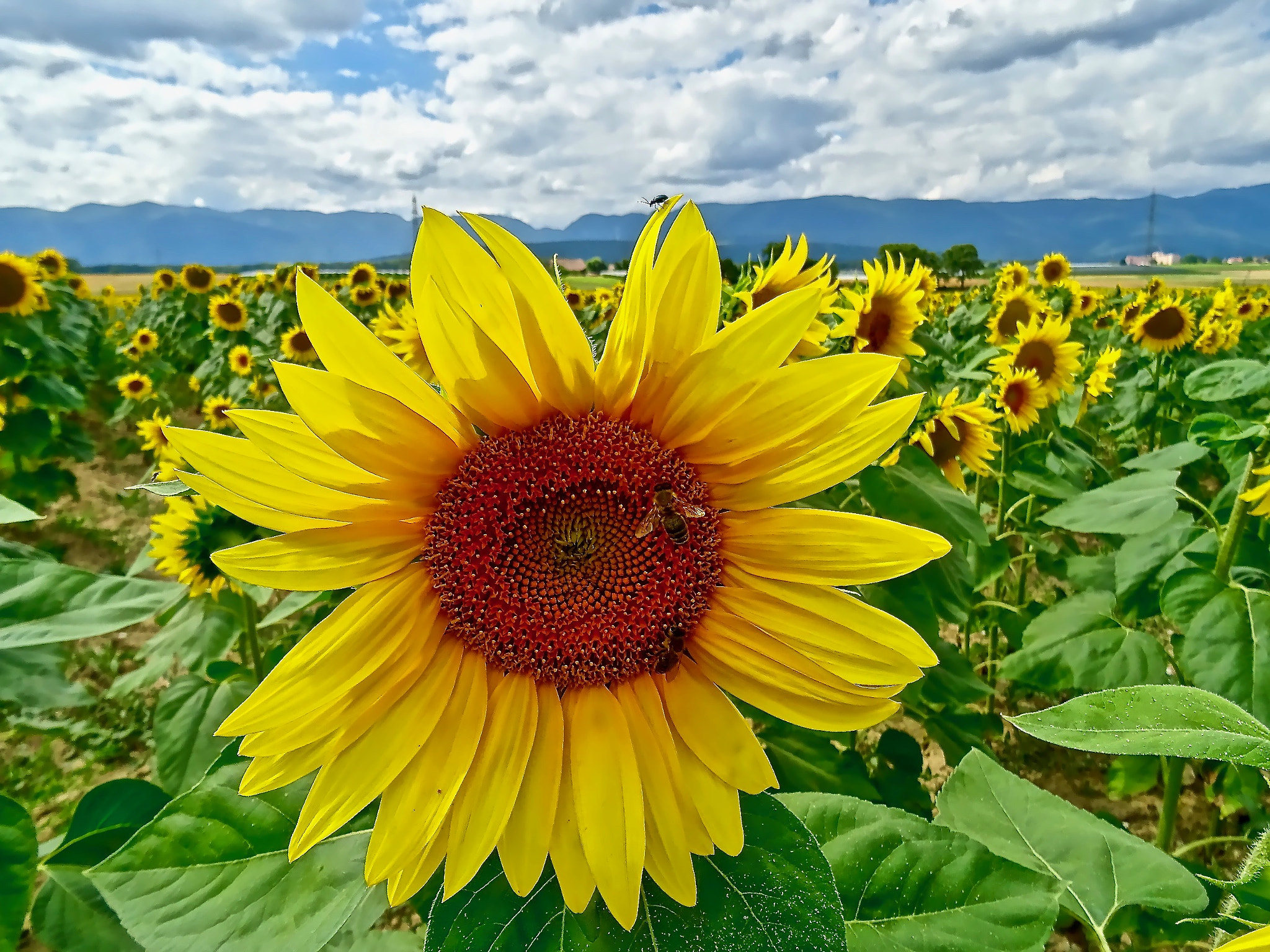 Sony DSC-HX60V sample photo. Sunflower field photography