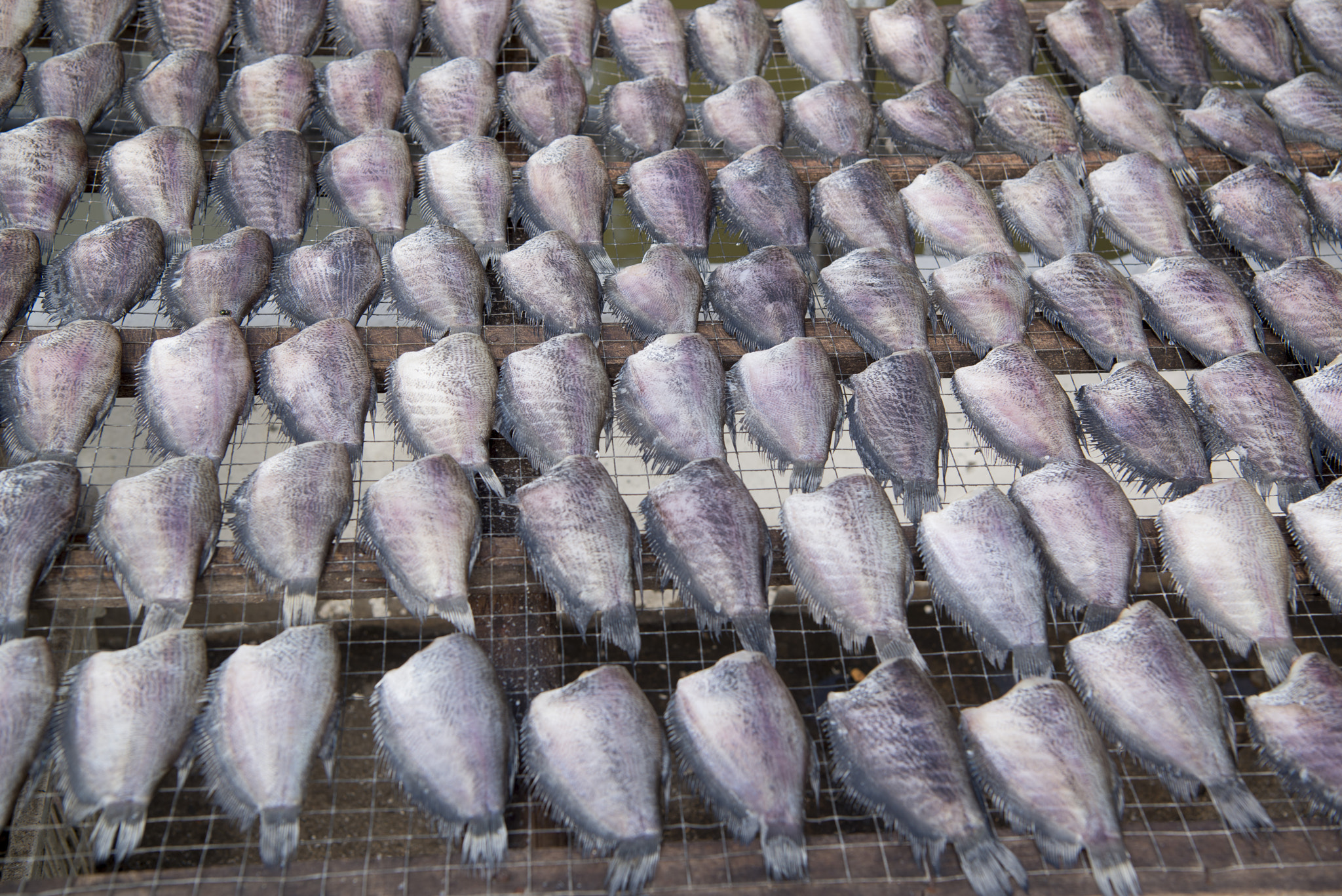 Nikon AF-S Nikkor 24-70mm F2.8E ED VR sample photo. Thailand bangkok thewet fisch market photography