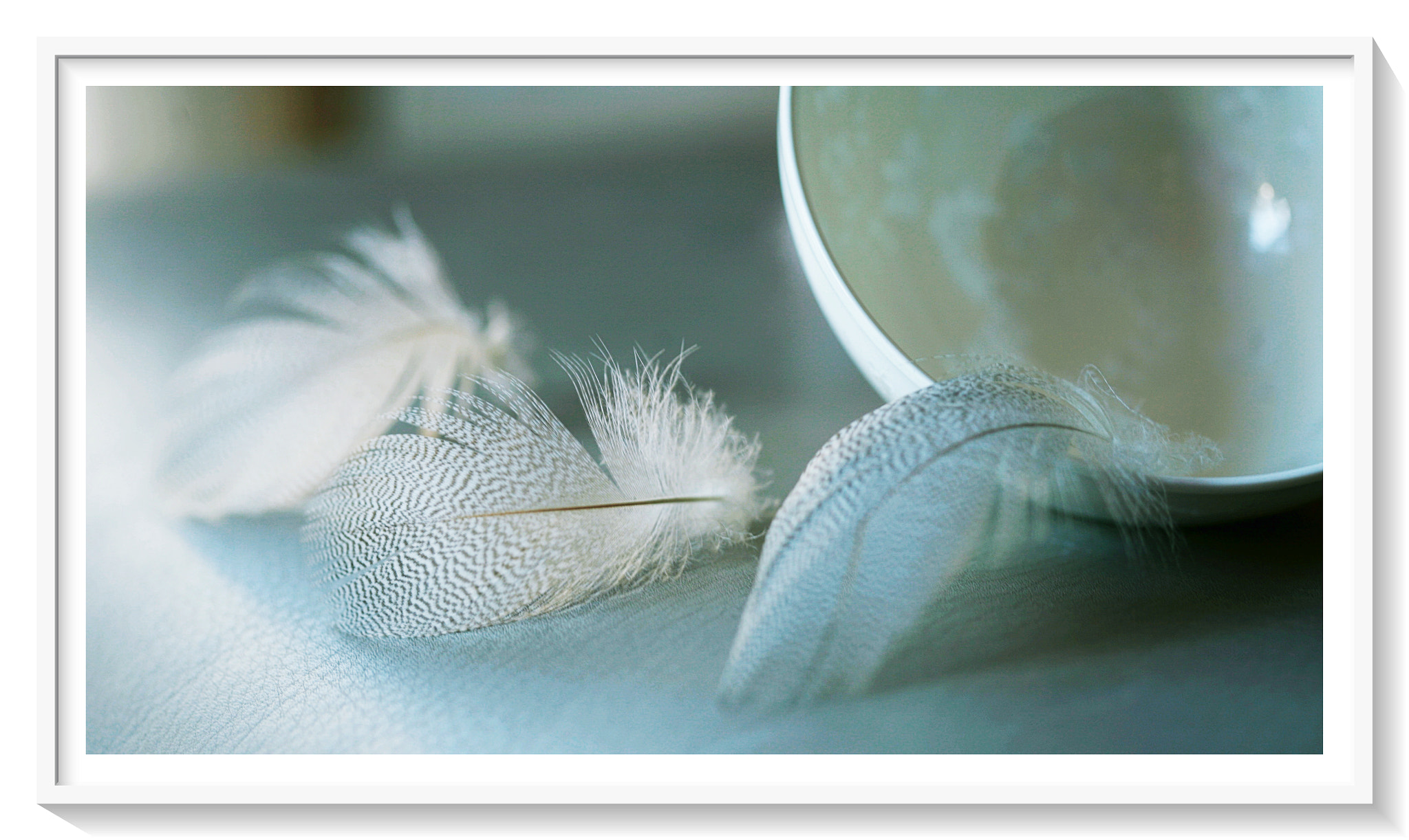 Canon EF 100mm F2.8 Macro USM sample photo. Three times a feather photography