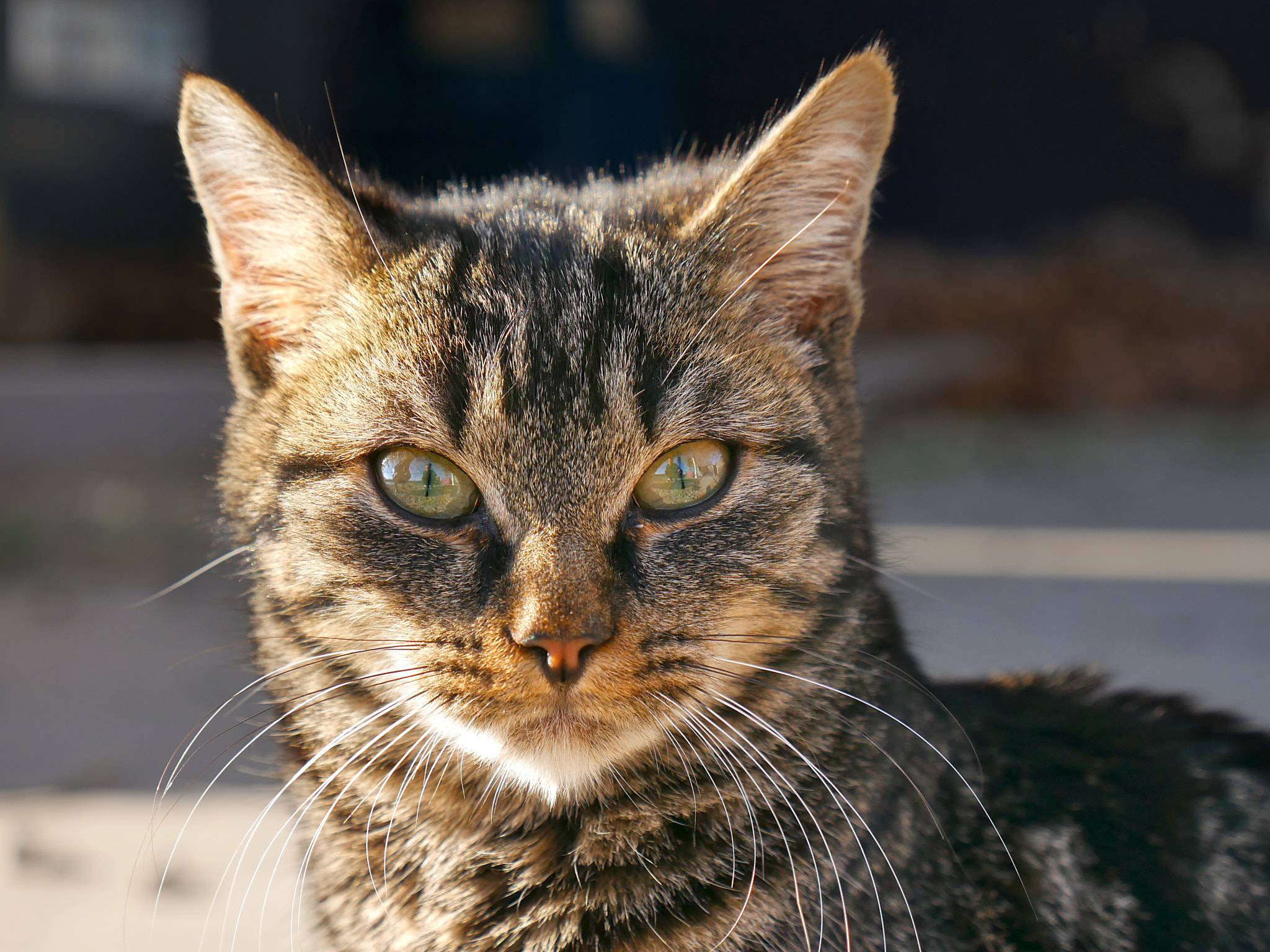 Panasonic Lumix DMC-G7 sample photo. Random cat in france photography