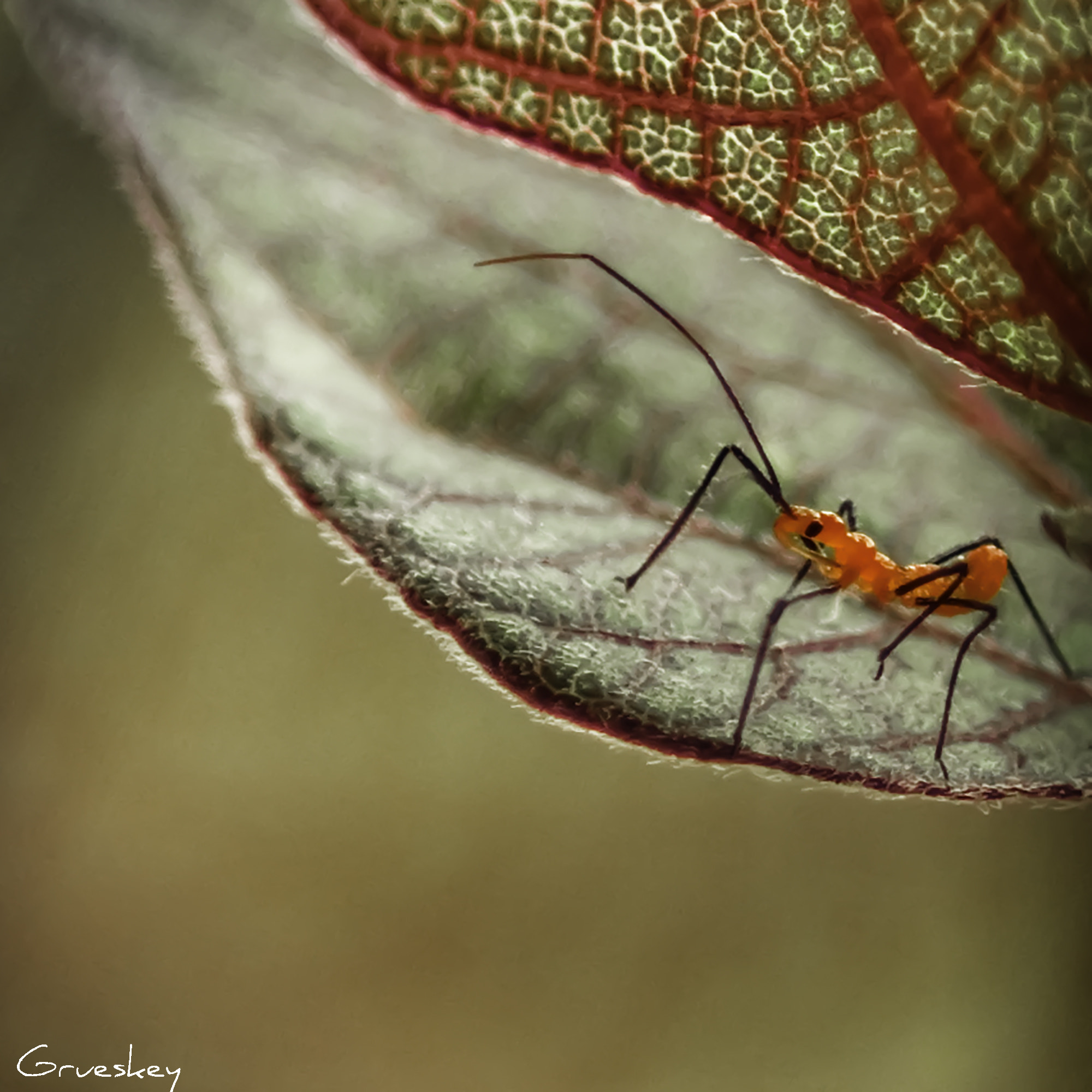 Pentax K100D Super sample photo. Little guy photography