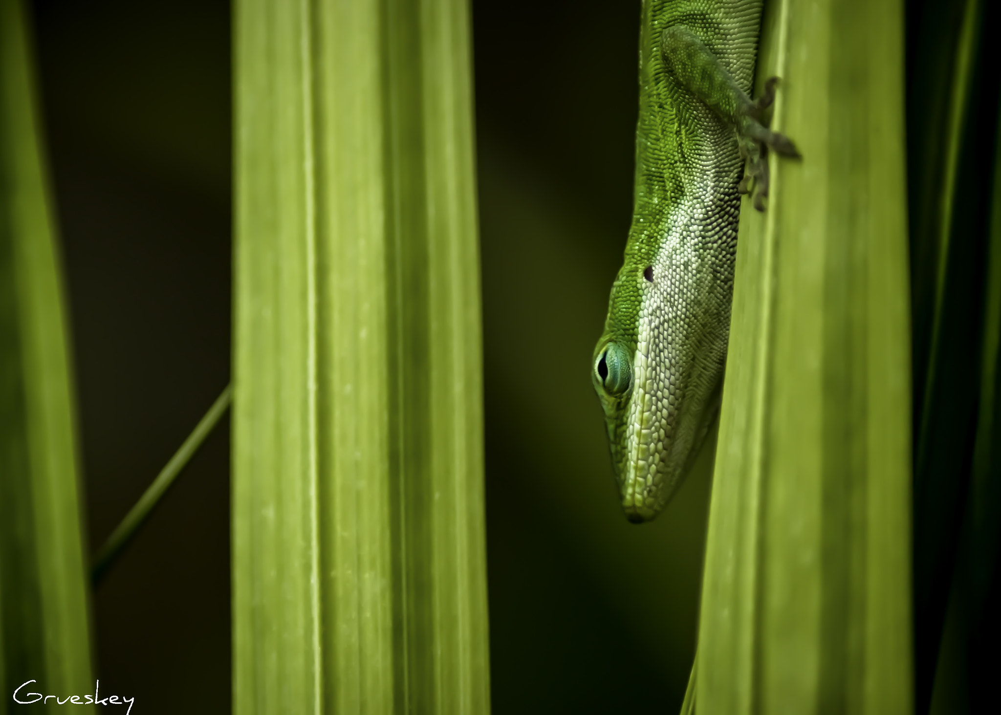 Pentax K100D Super sample photo. Lizard time photography