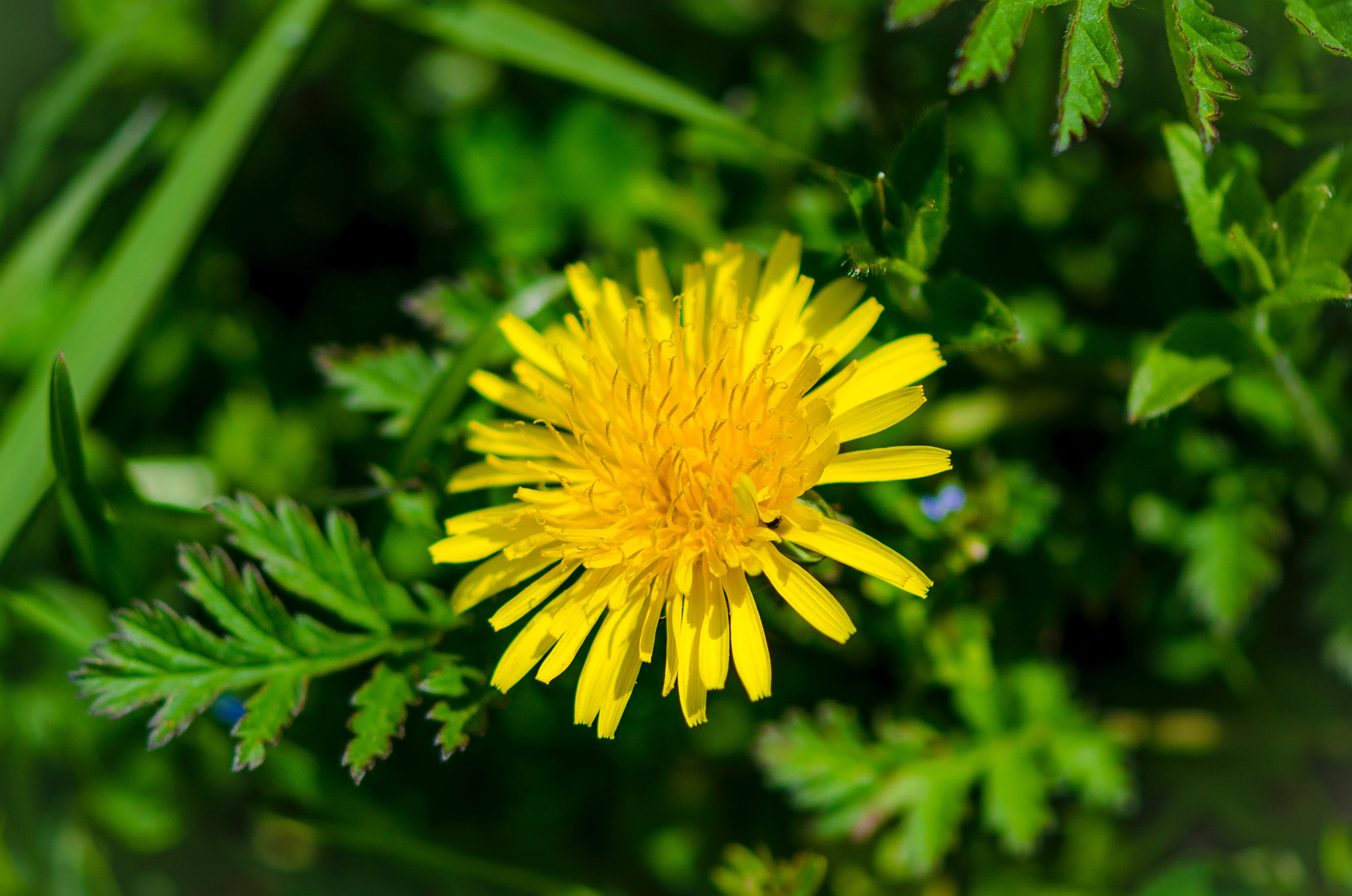 Nikon AF-S Micro-Nikkor 105mm F2.8G IF-ED VR sample photo. Flowers in castelluccio di norcia 3 photography
