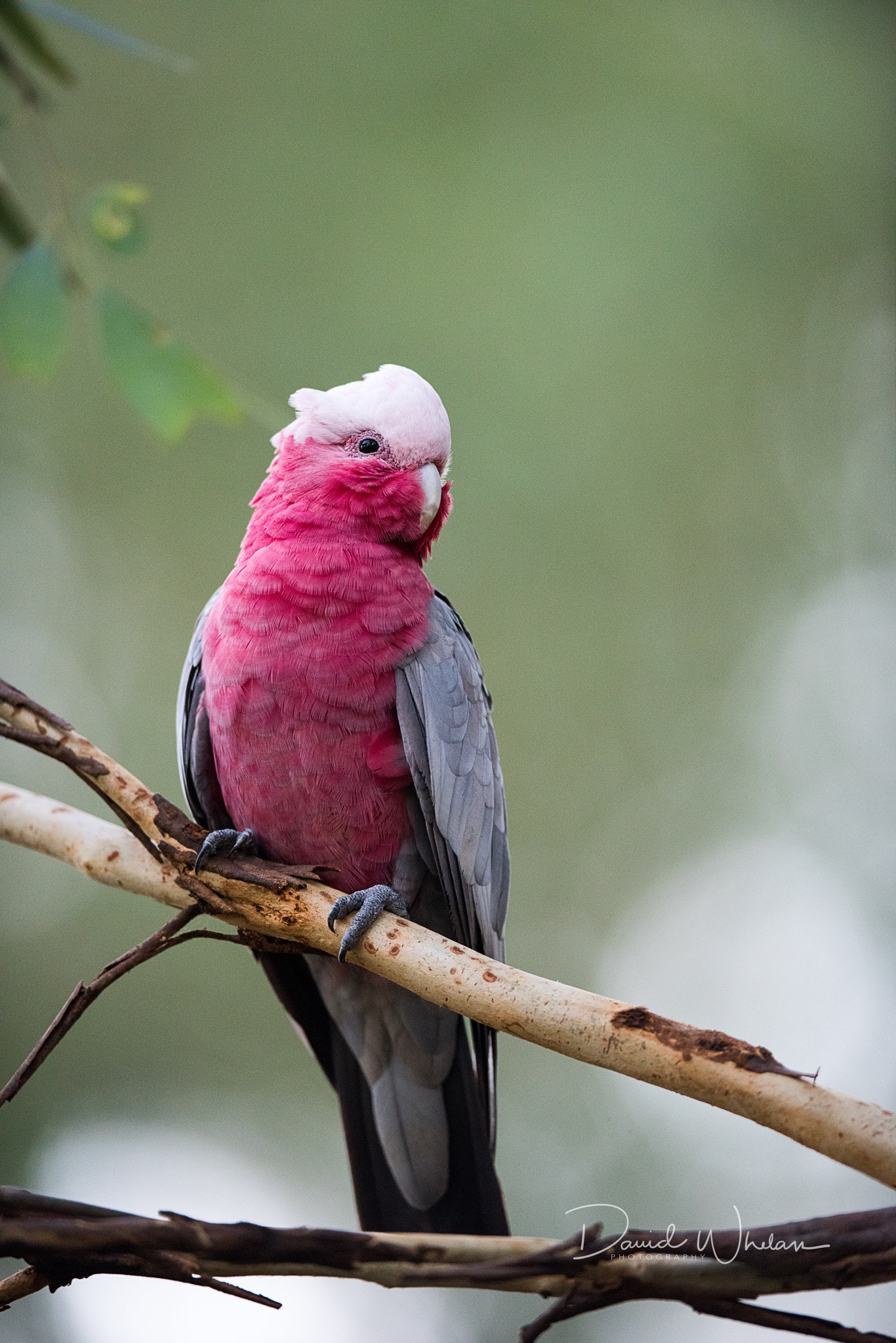 Nikon D810 + Nikon AF-S Nikkor 400mm F2.8E FL ED VR sample photo. Galah photography