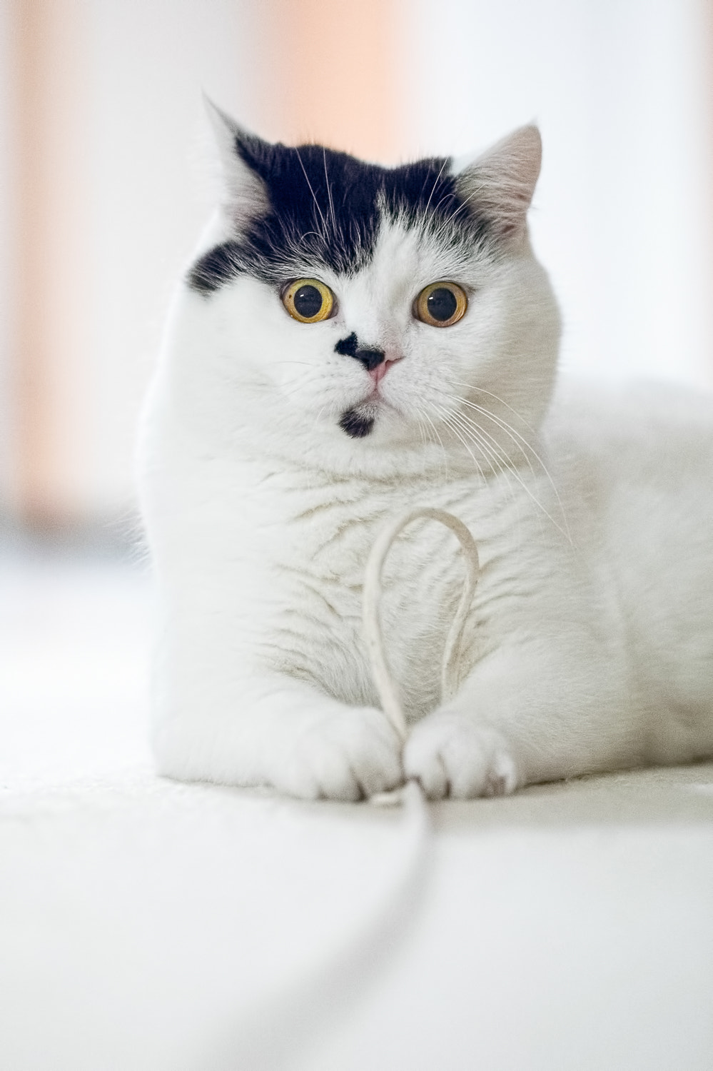 Sigma 150mm f/2.8 EX DG OS HSM APO Macro sample photo. Lissi photography
