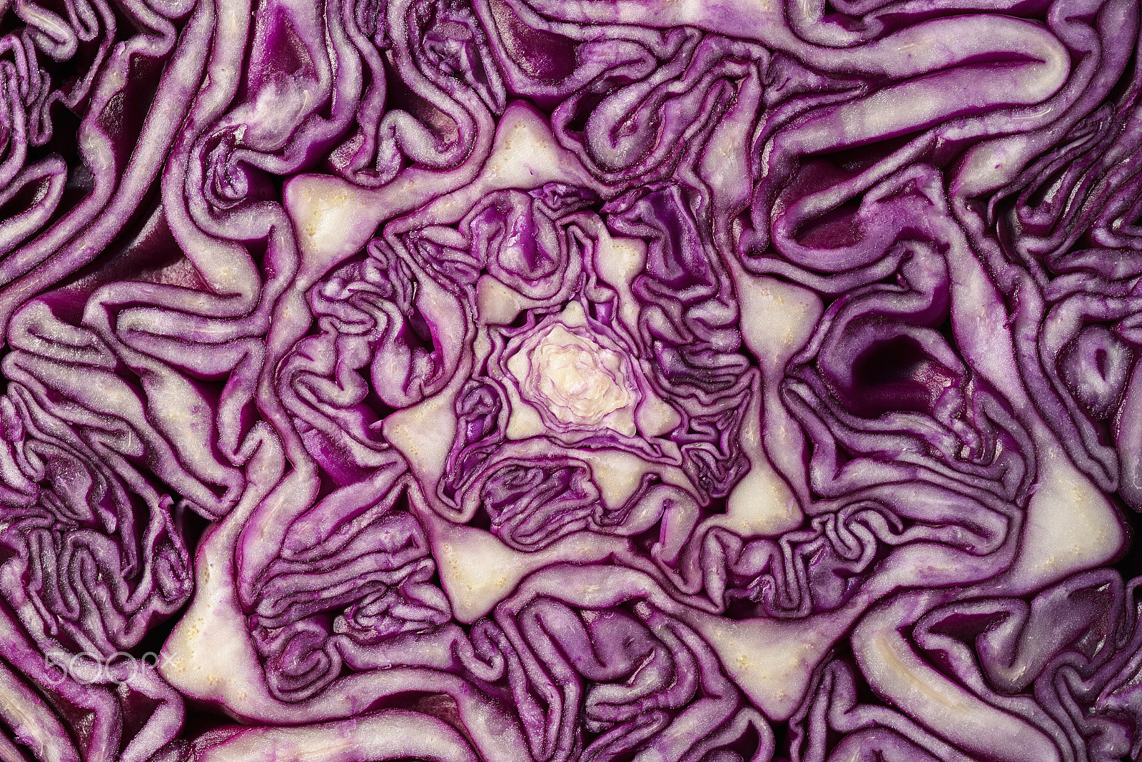 Nikon D750 + AF Micro-Nikkor 60mm f/2.8 sample photo. Macro red cabbage detail the background color photography