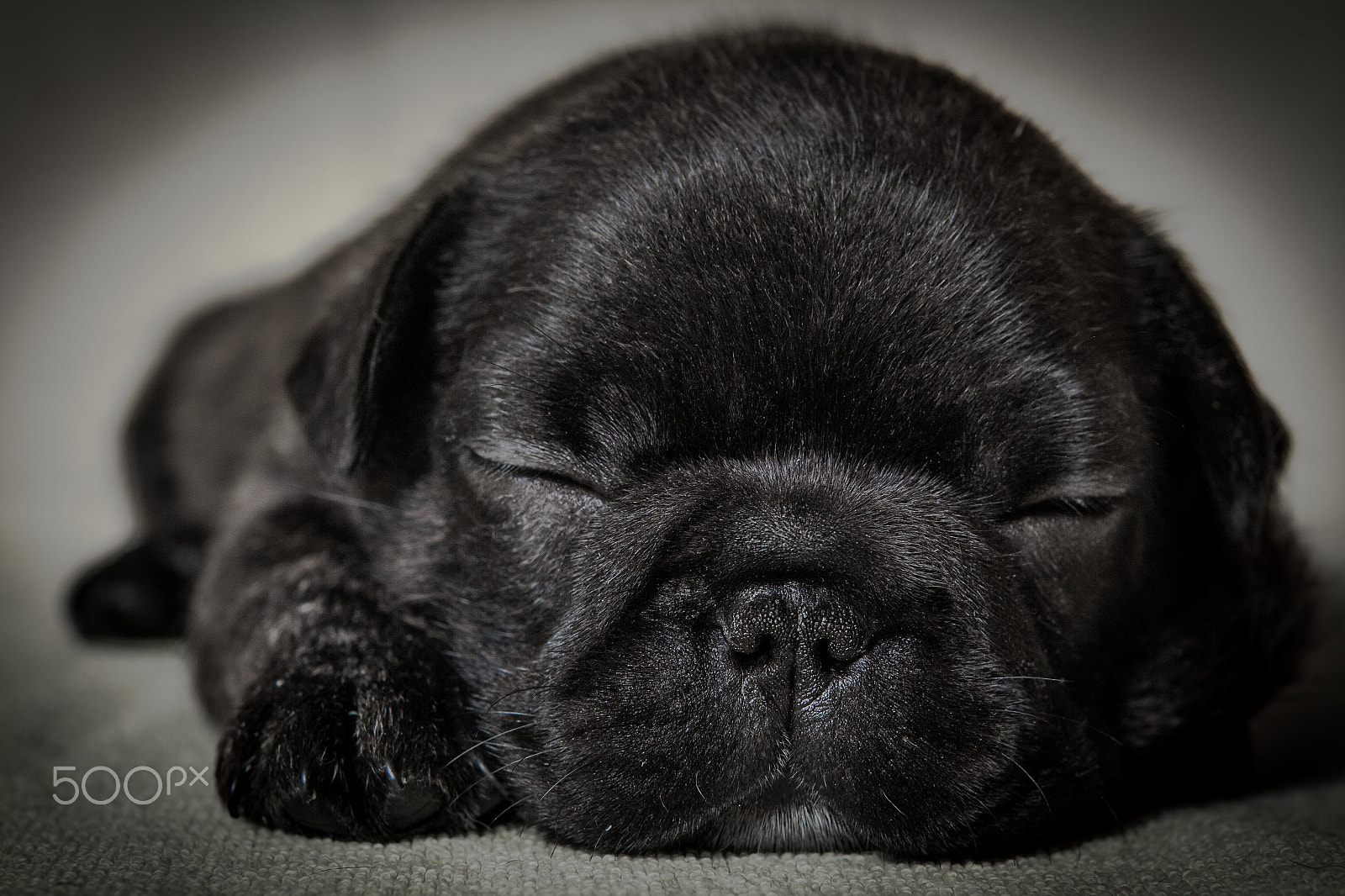 Canon EOS 1000D (EOS Digital Rebel XS / EOS Kiss F) + Canon EF 50mm F1.8 II sample photo. French bulldog puppy photography