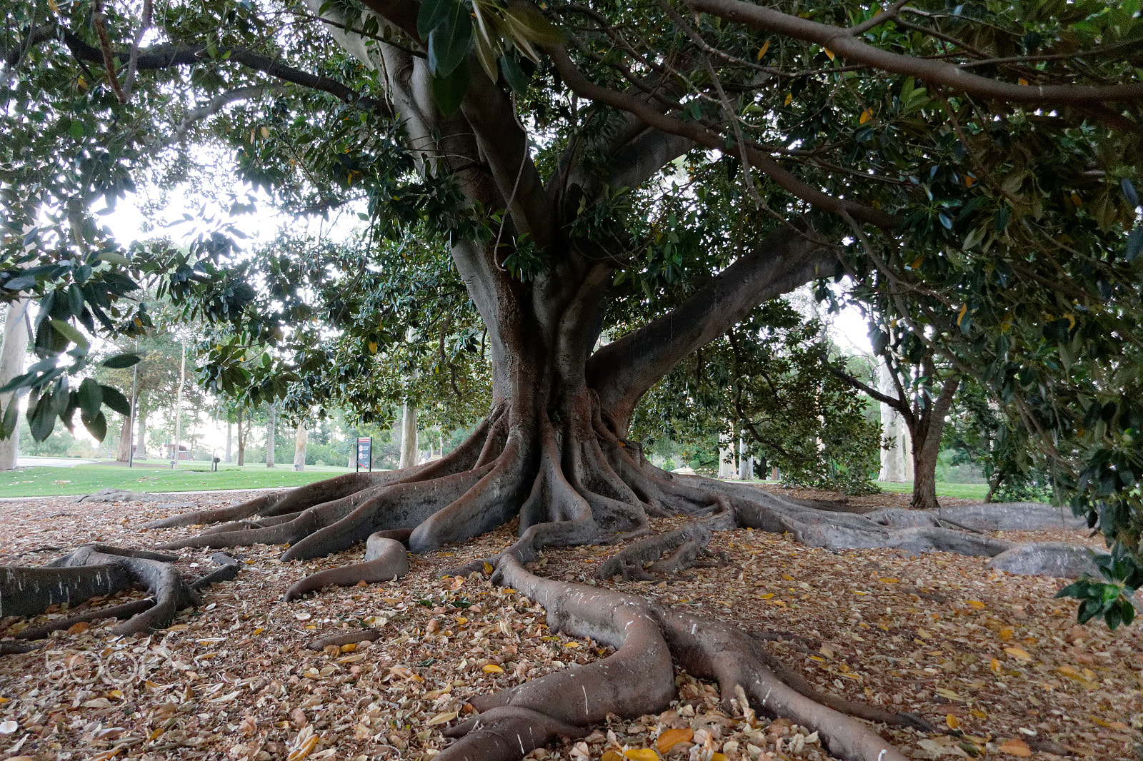 Panasonic DMC-TZ110 sample photo. A tree in perth, western australia photography