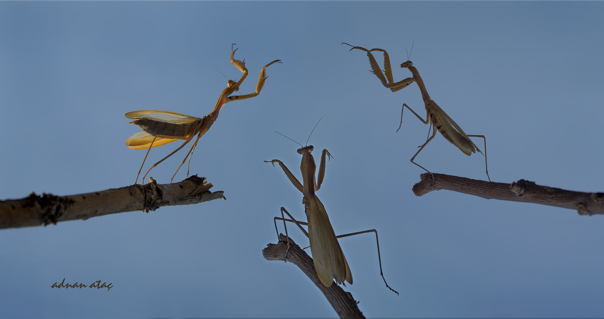 Nikon D4 sample photo. Peygamber devesi - mantis religiosa photography