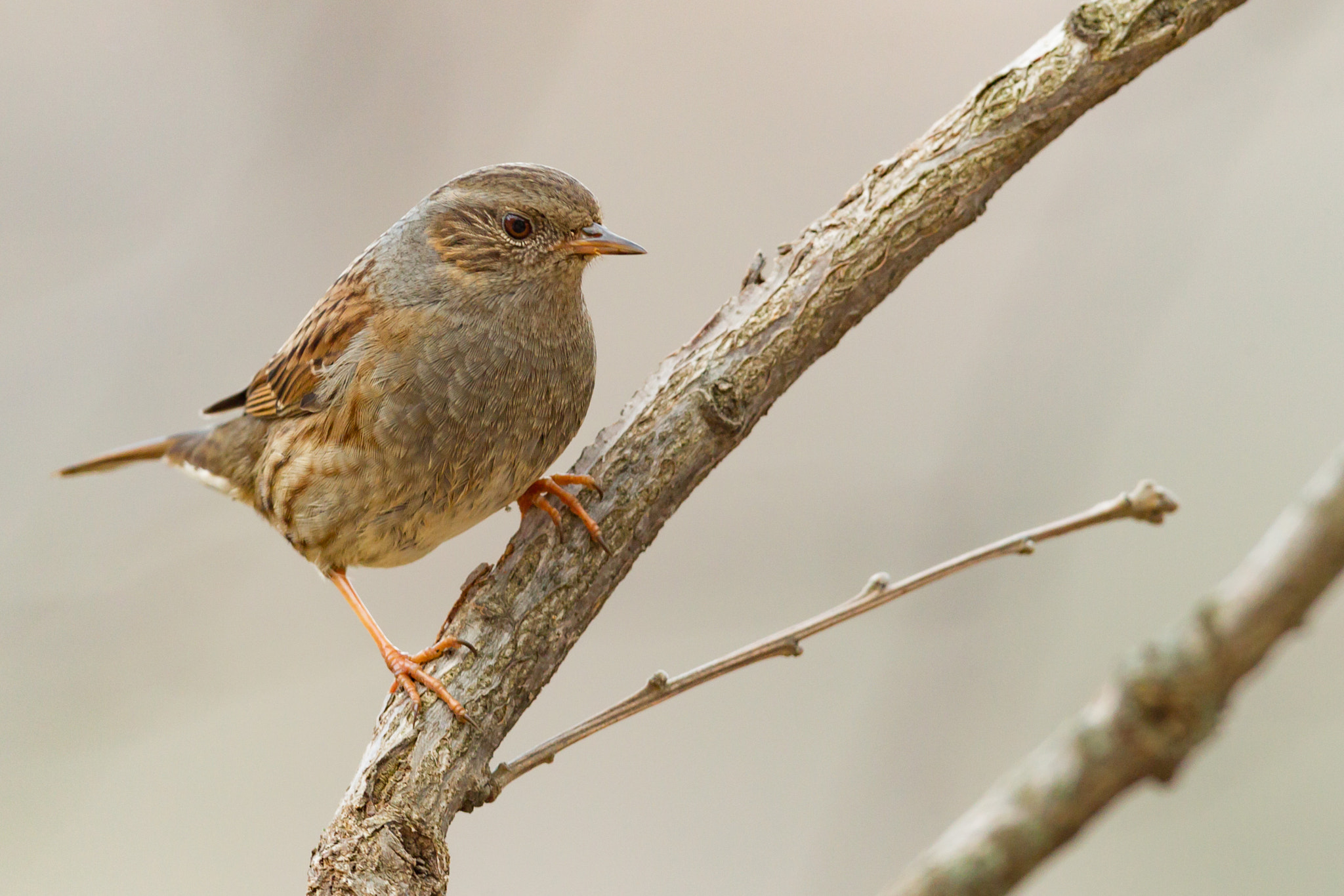 Canon EF 600mm f/4L IS sample photo. Dunnock photography