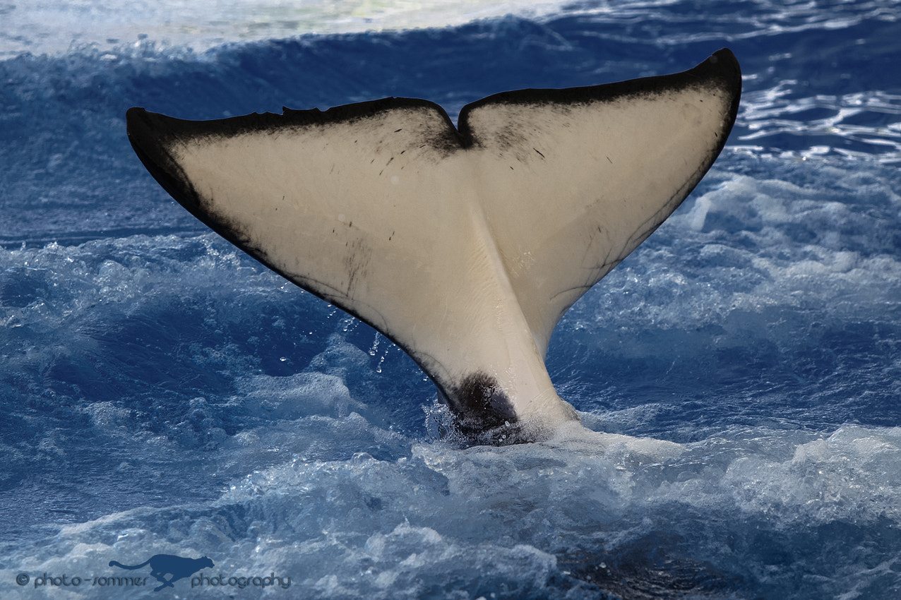 Canon EF 70-200mm F2.8L USM sample photo. Orca photography