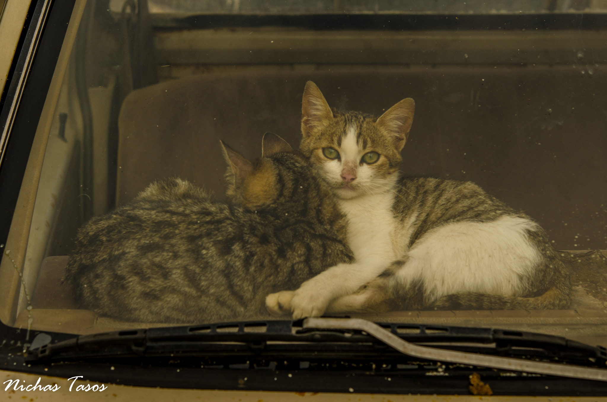 Nikon AF-S Micro-Nikkor 60mm F2.8G ED sample photo. Cats photography