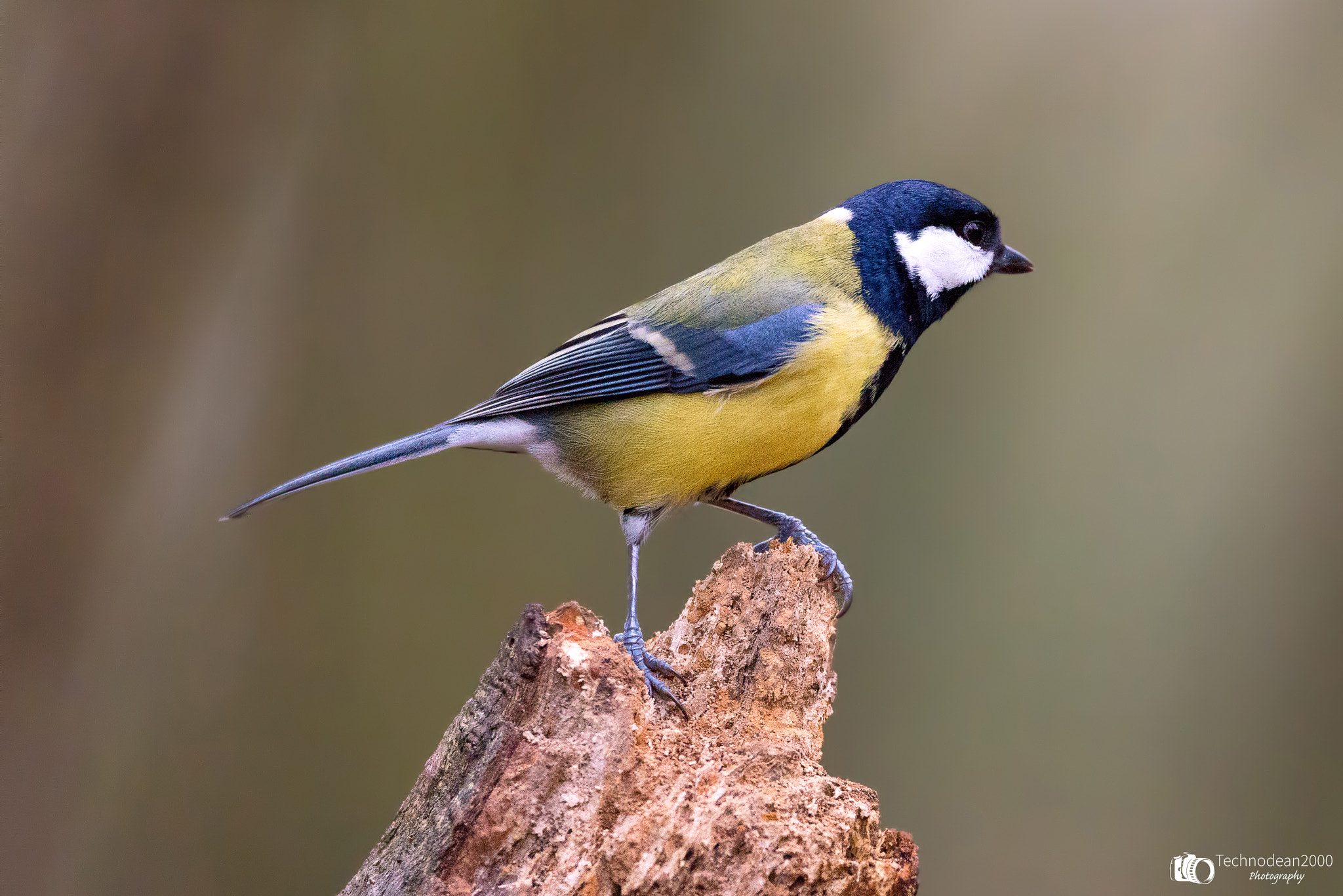 Sigma 150-600mm F5-6.3 DG OS HSM | C sample photo. Great tit photography