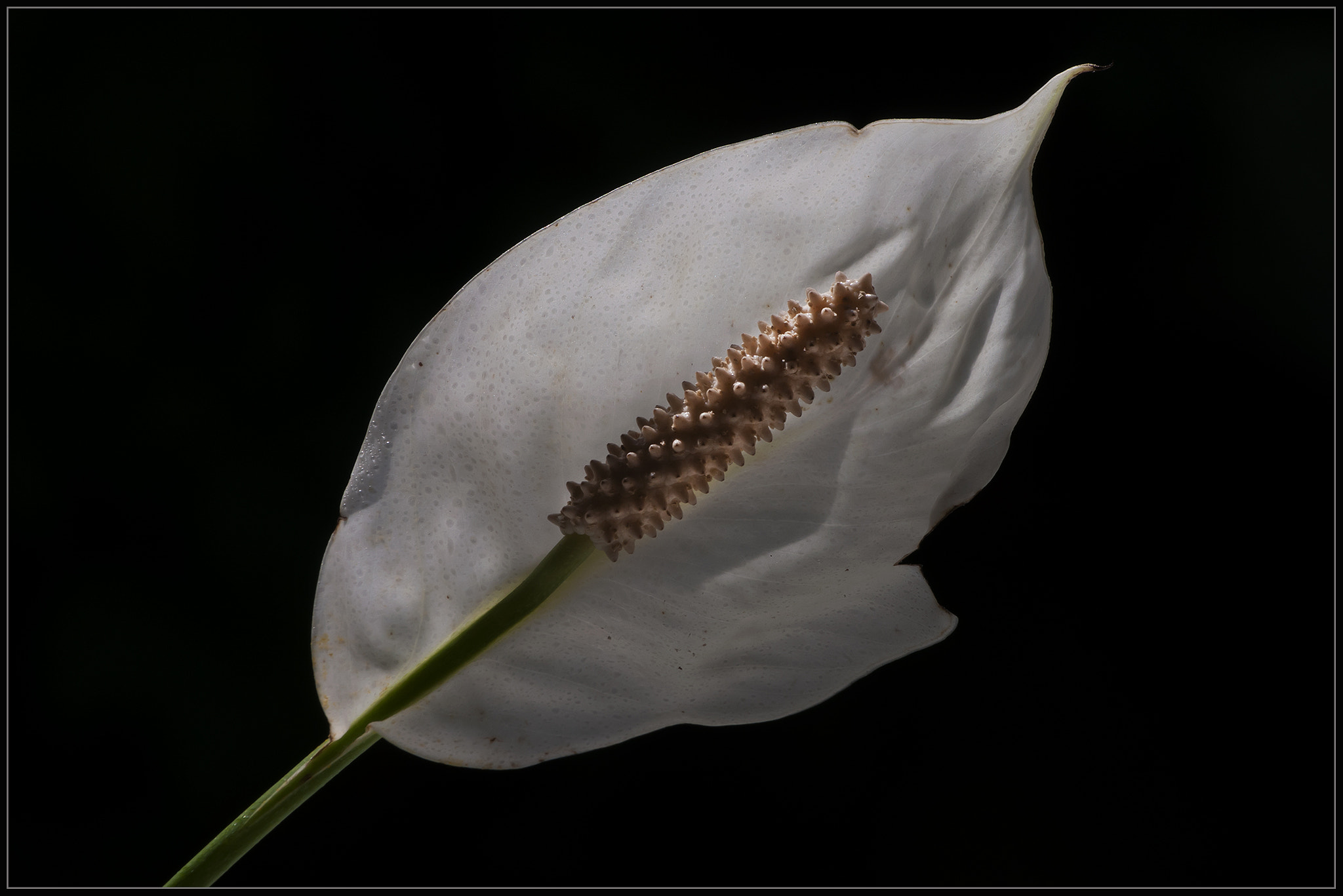 Nikon D300 sample photo. Peace lily photography