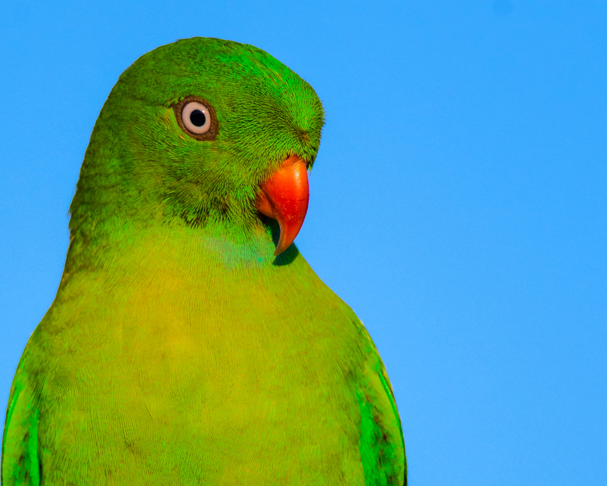 Nikon D500 sample photo. Vernal hanging parrot photography