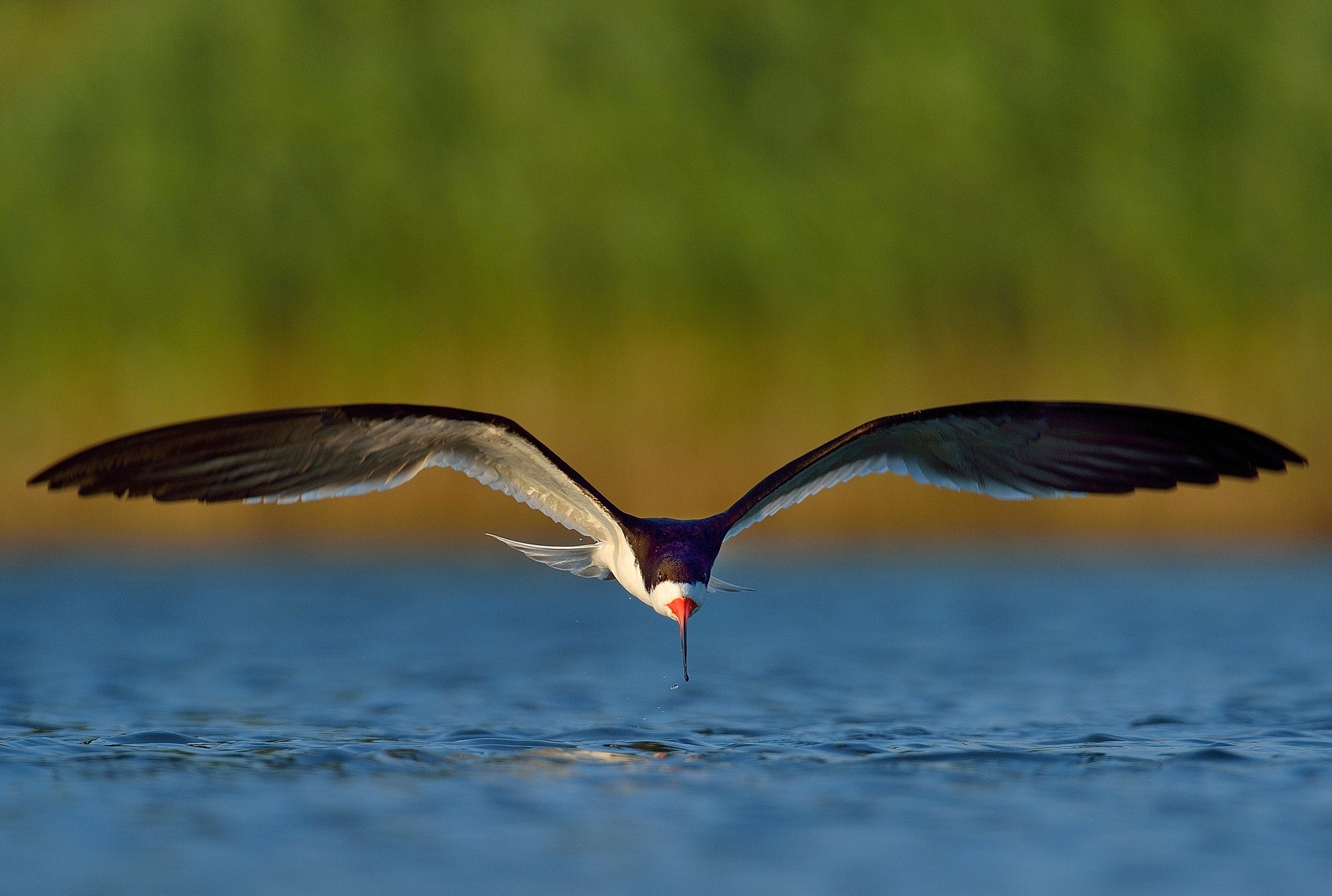 Nikon D4 sample photo. Black skimmer photography